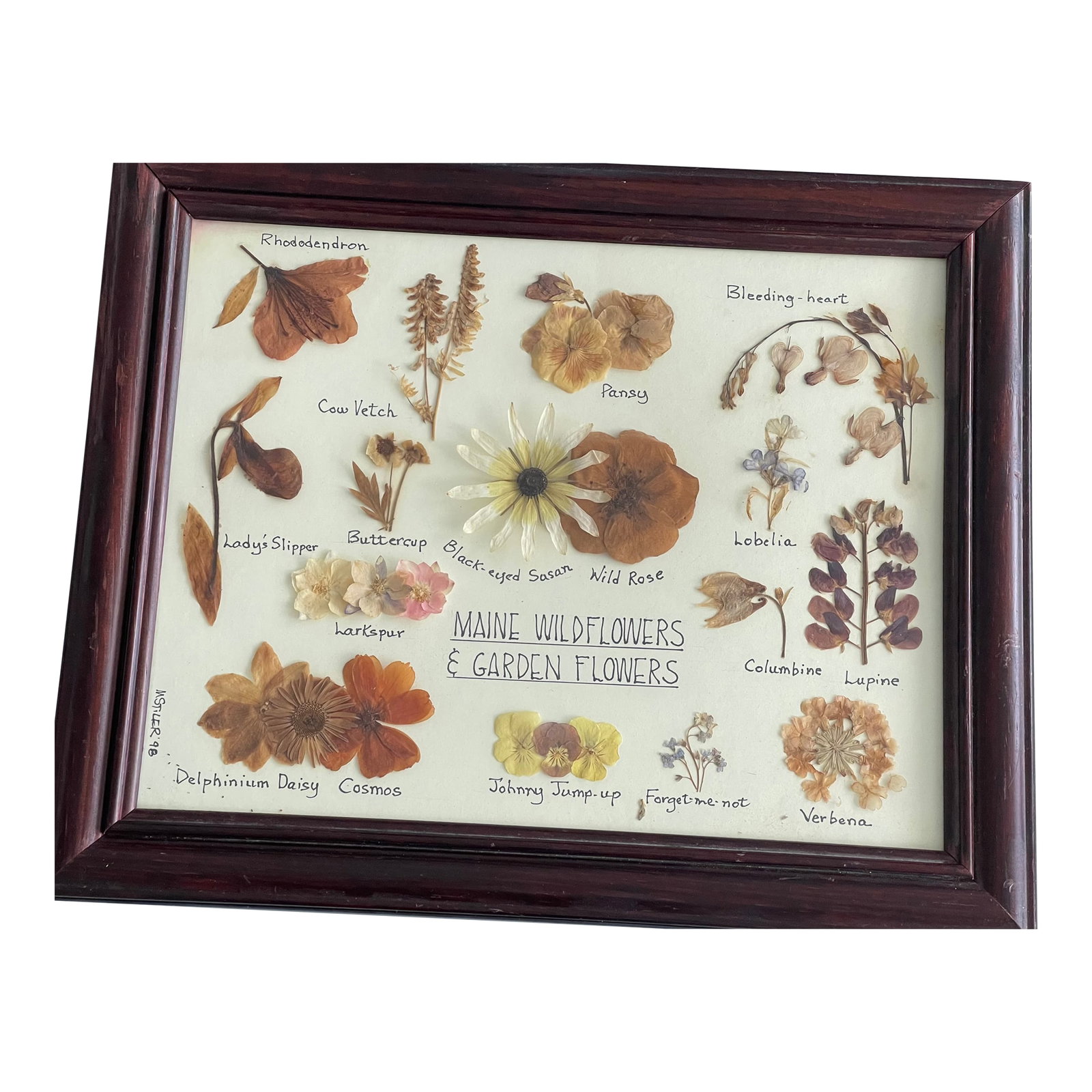 1960s Botanical Herbarium Maine Wildflowerrsc & Garden Floweers (1 of 5)