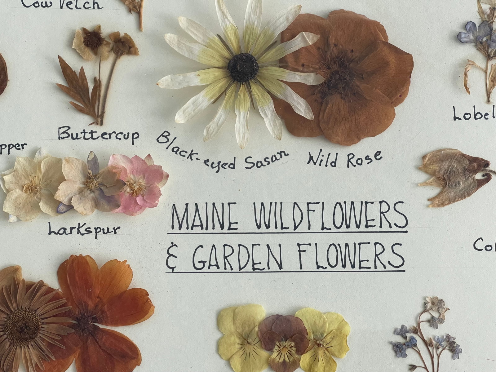 1960s Botanical Herbarium Maine Wildflowerrsc & Garden Floweers - 2
