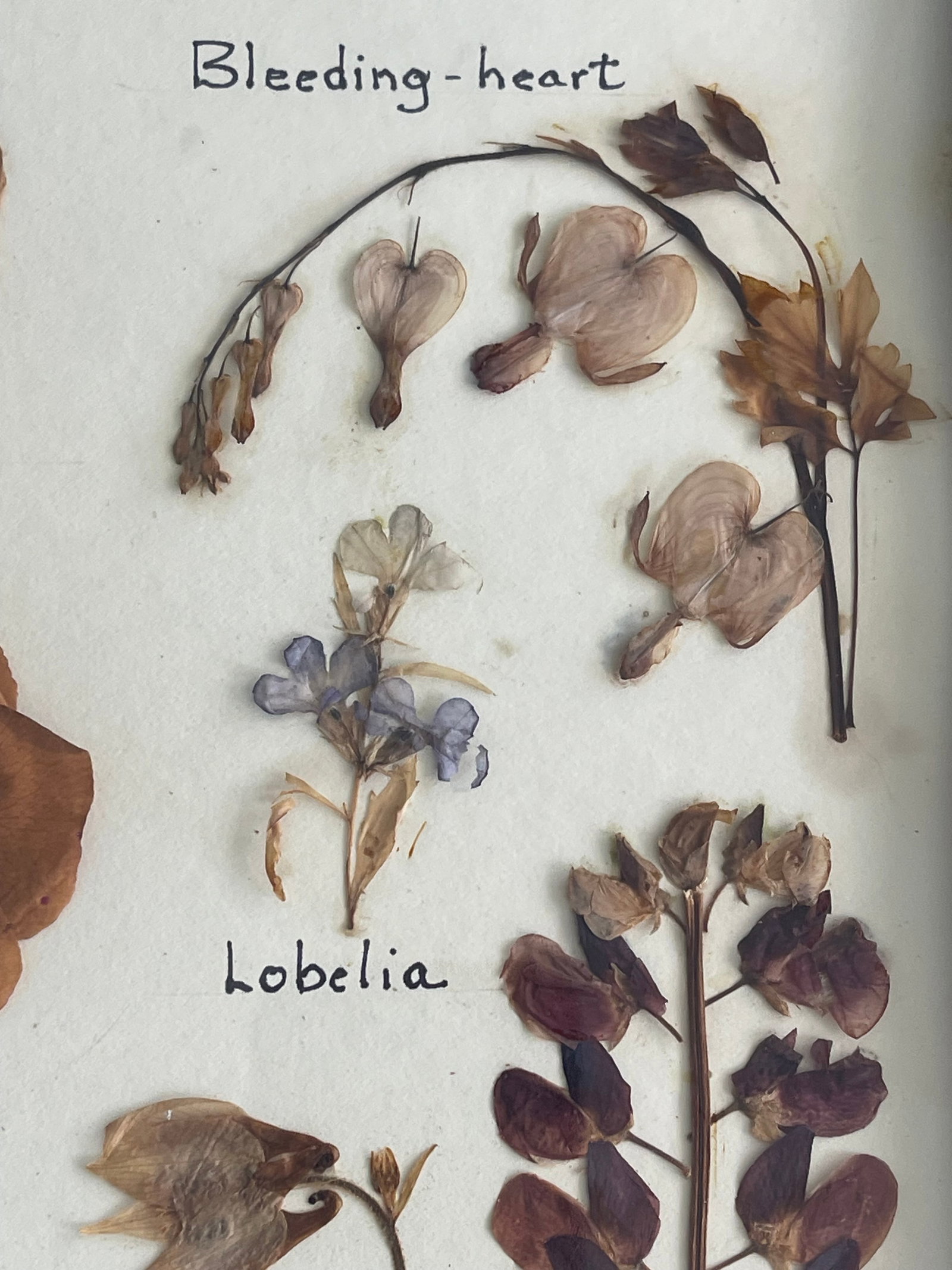 1960s Botanical Herbarium Maine Wildflowerrsc & Garden Floweers - 3