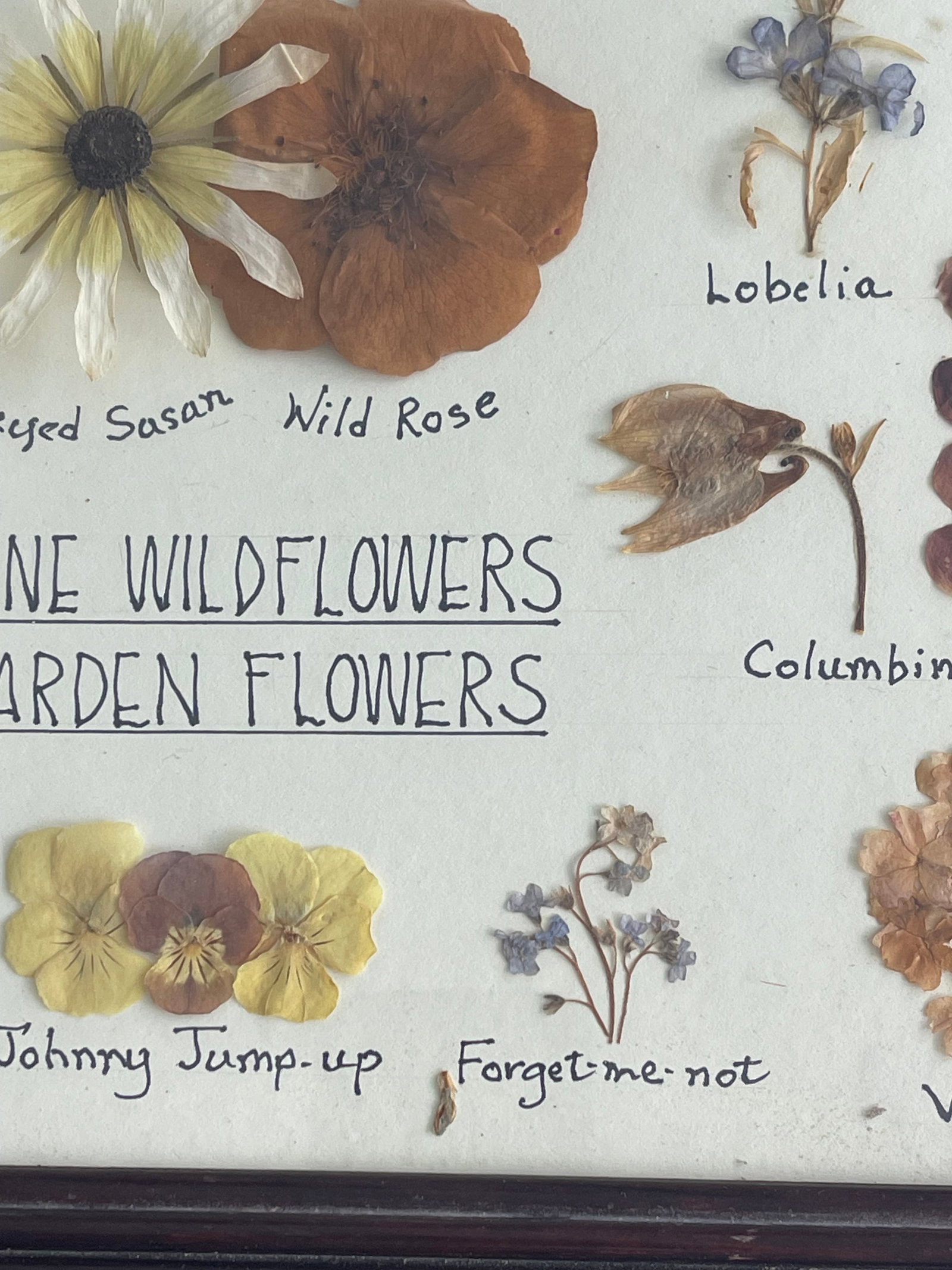 1960s Botanical Herbarium Maine Wildflowerrsc & Garden Floweers - 4