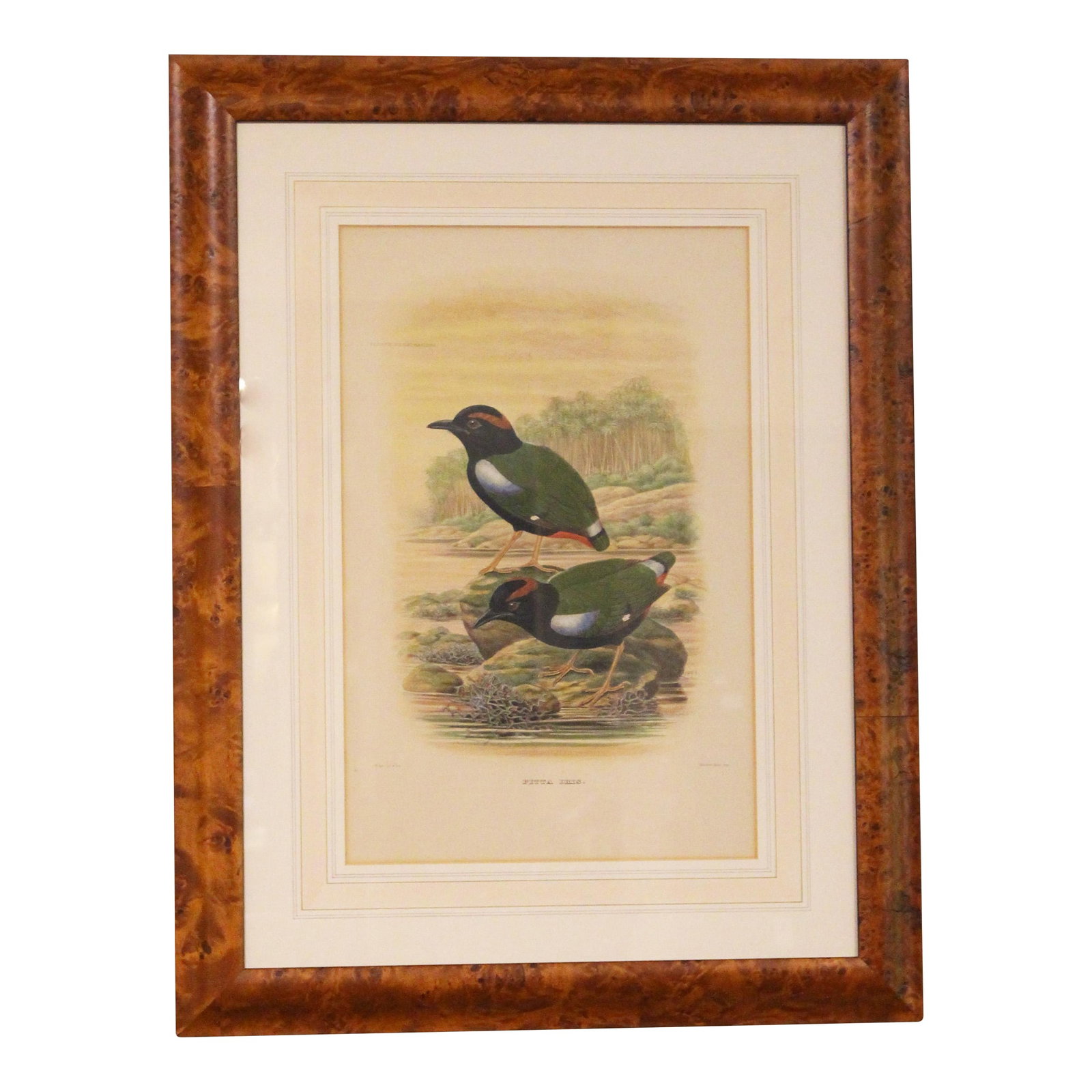 1893 English Framed Lithograph of the Pitta Iris by William Matthew Hart: Framed lithograph of the Pitta Iris by William Matthew Hart, 1893. Pitta Iris, the rainbow pitta, from the second edition of "A Monograph of the Pittidae" (family of Ant Thrashes) by Daniel Giraud Ell