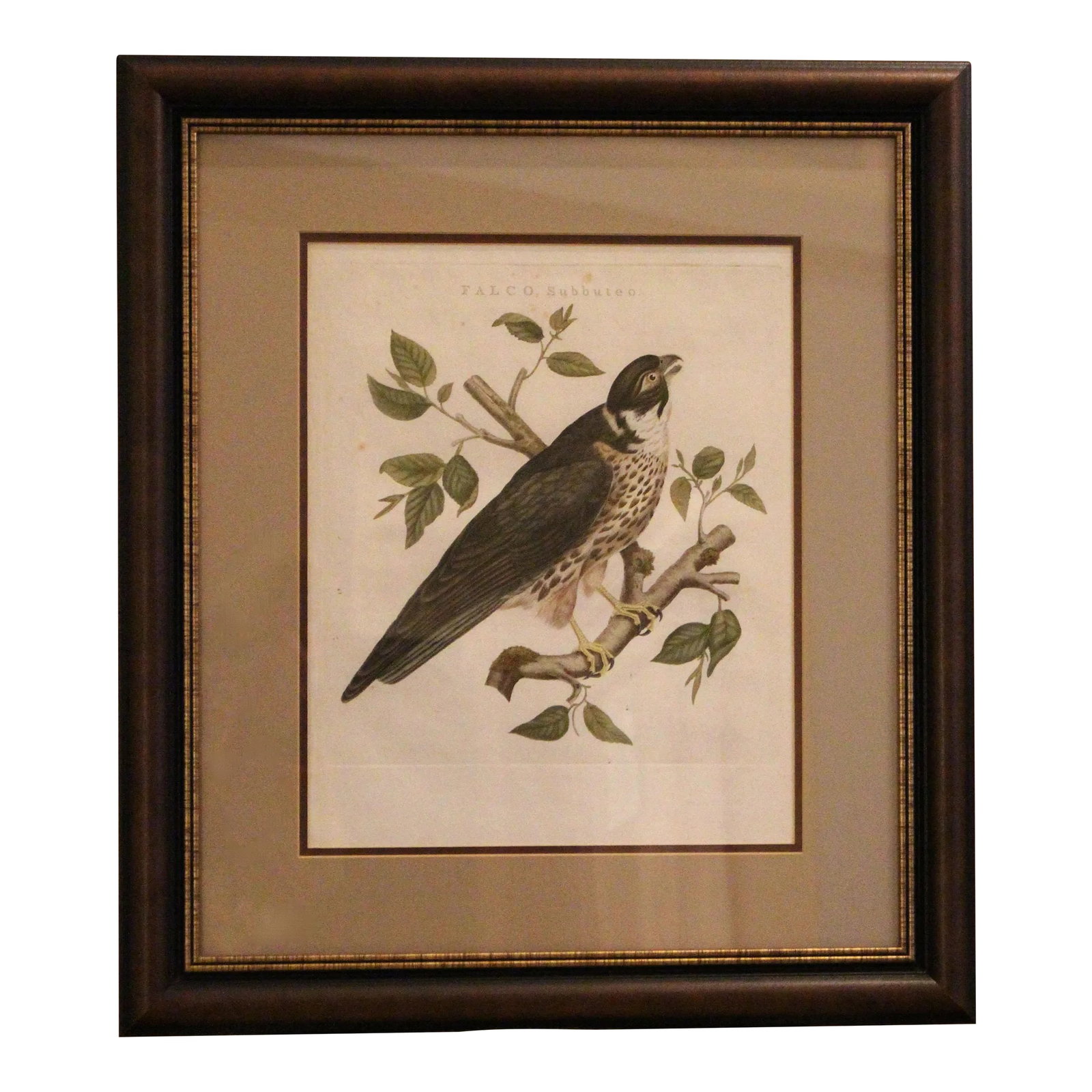 Falco Subbuteo From Dutch Natural History Compendium: "Falco Subbuteo" (Eurasian Hobby - a small falcon). From "Nederlandshe Vogelen", a five volumn set 1770-1829 to complete. Not examined out of the frame. Hand colored. Some foxing. 23 1/4" x 17 1/4" x