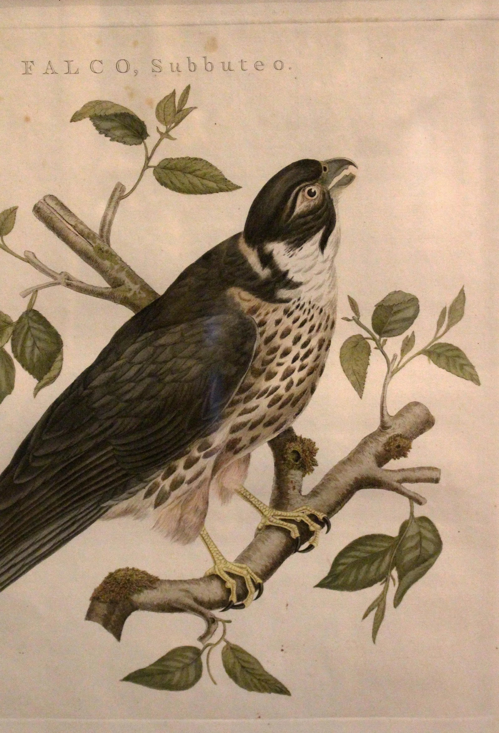 Falco Subbuteo From Dutch Natural History Compendium - 2