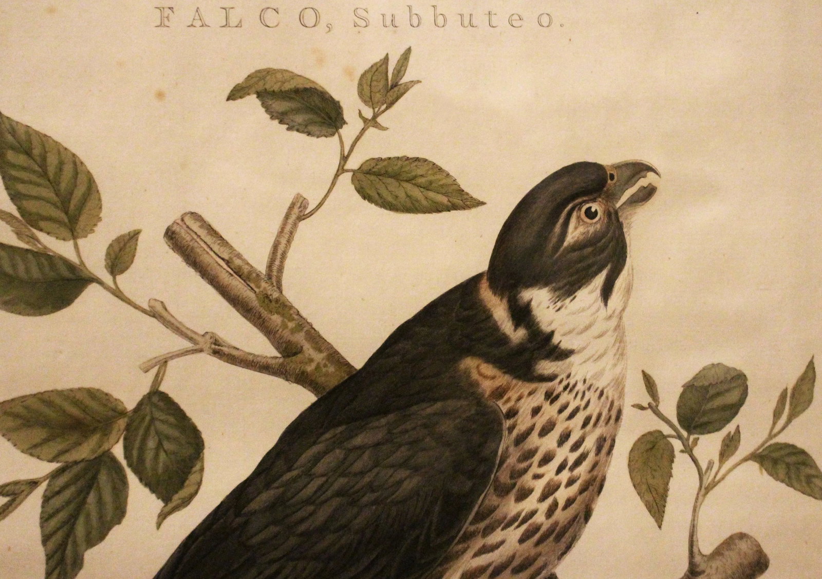 Falco Subbuteo From Dutch Natural History Compendium - 3