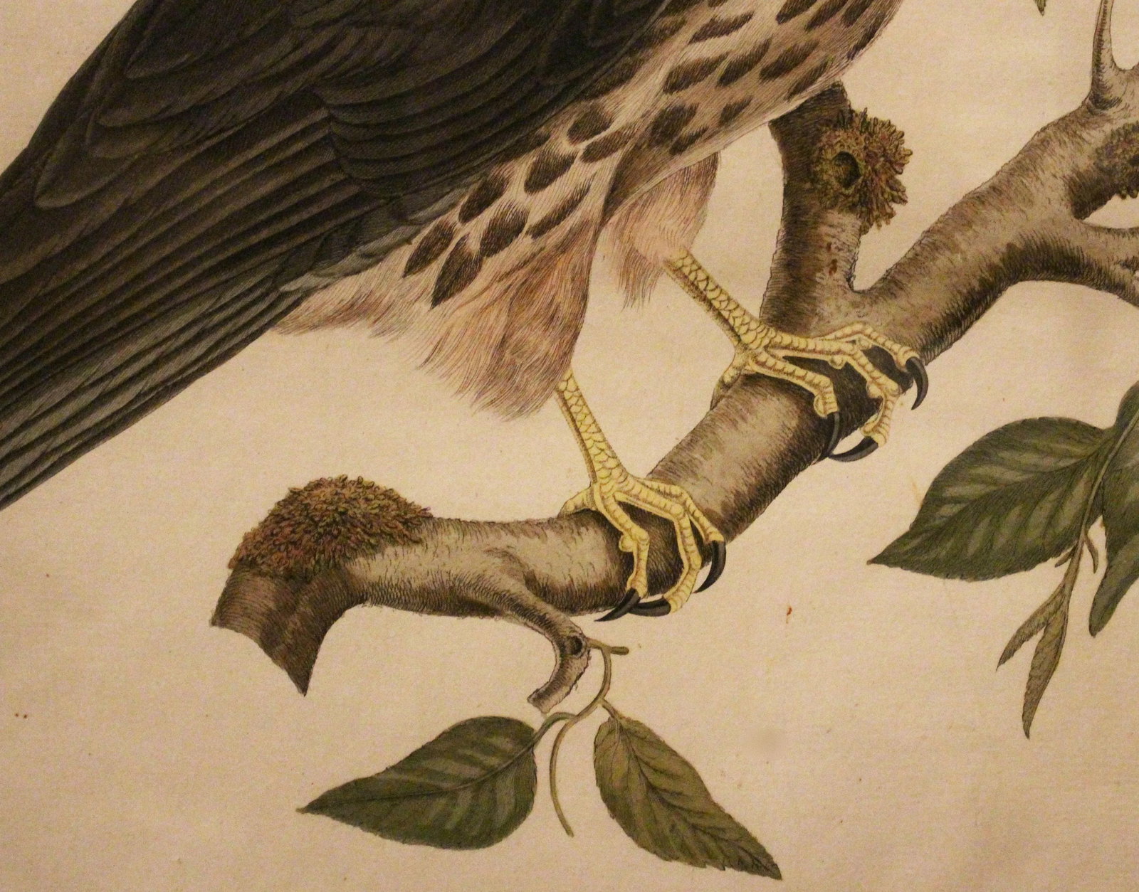 Falco Subbuteo From Dutch Natural History Compendium - 5