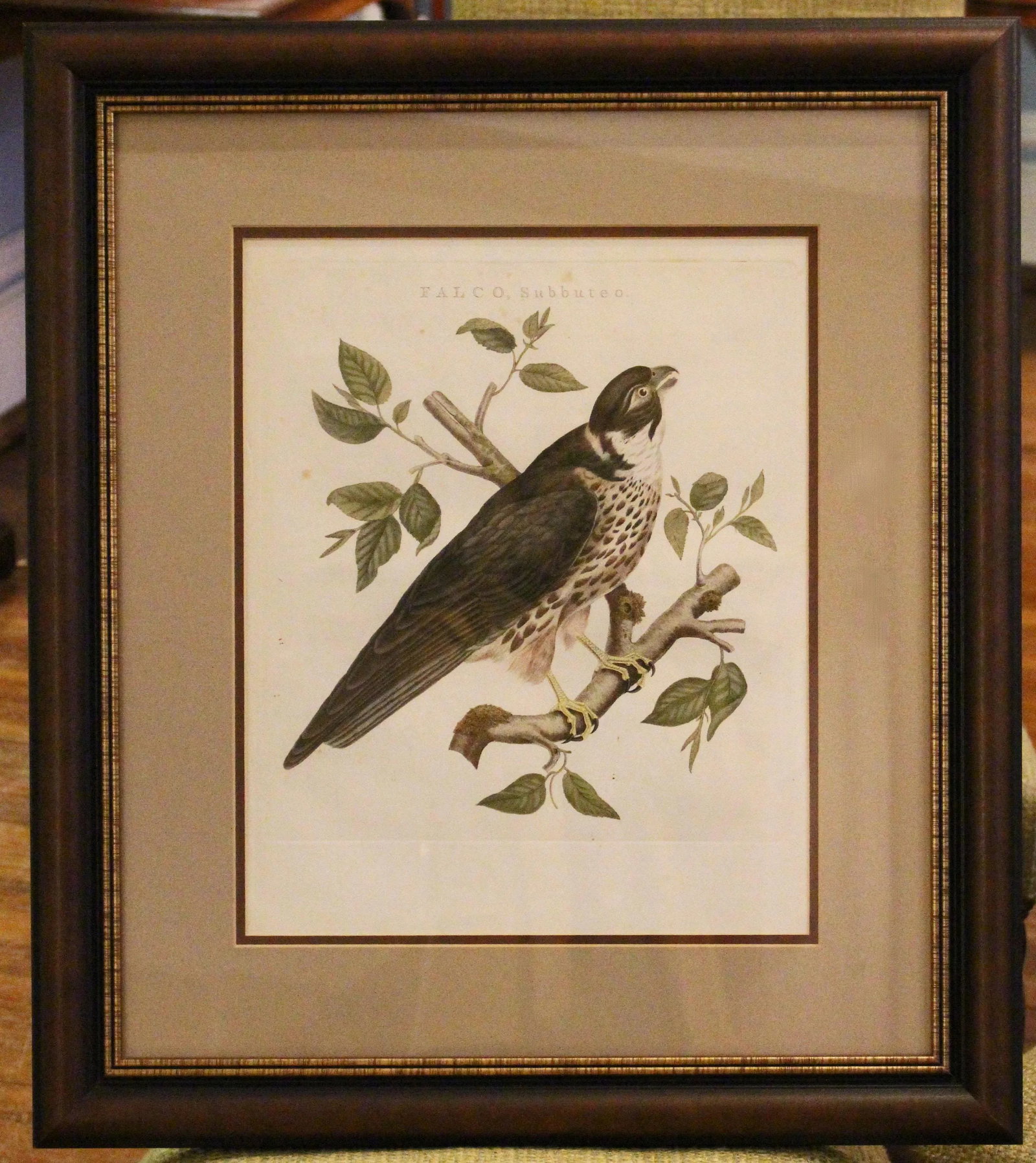 Falco Subbuteo From Dutch Natural History Compendium - 6