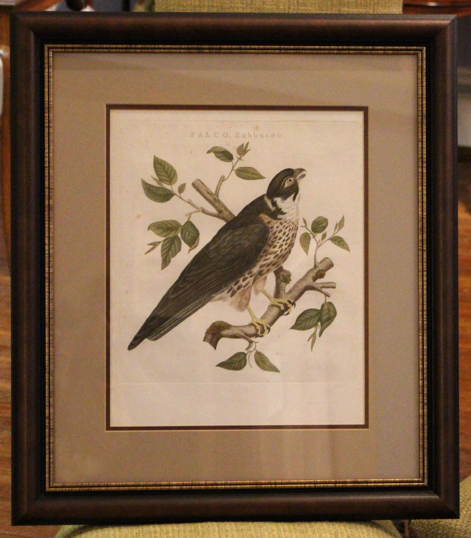 Falco Subbuteo From Dutch Natural History Compendium - 7