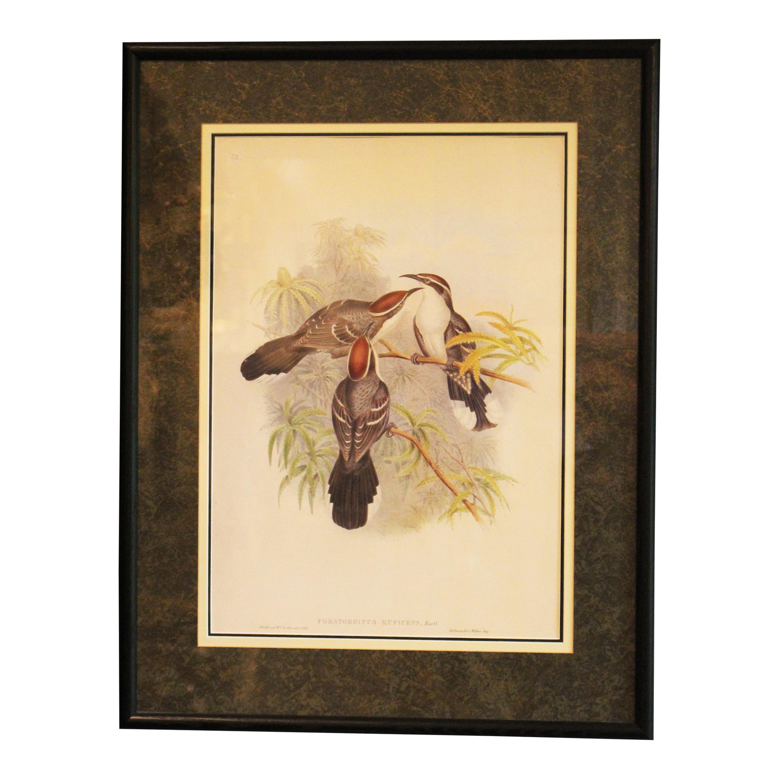 1970s English Framed Reproduction of Gould's Chestnut-Crowned Pomatorhinus Lithograph: Framed 1970s reproduction Gould's Chestnut-Crowned Pomatorhinus lithograph. In print: "Pomatorhinus Ruficeps, Hartl."; "J. Gould and H.C. Richter del et lith"; "Hallmandel & Walton, Imp". Descriptive