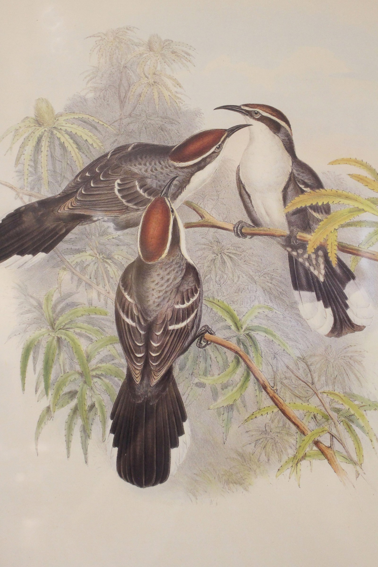 1970s English Framed Reproduction of Gould's Chestnut-Crowned Pomatorhinus Lithograph - 3