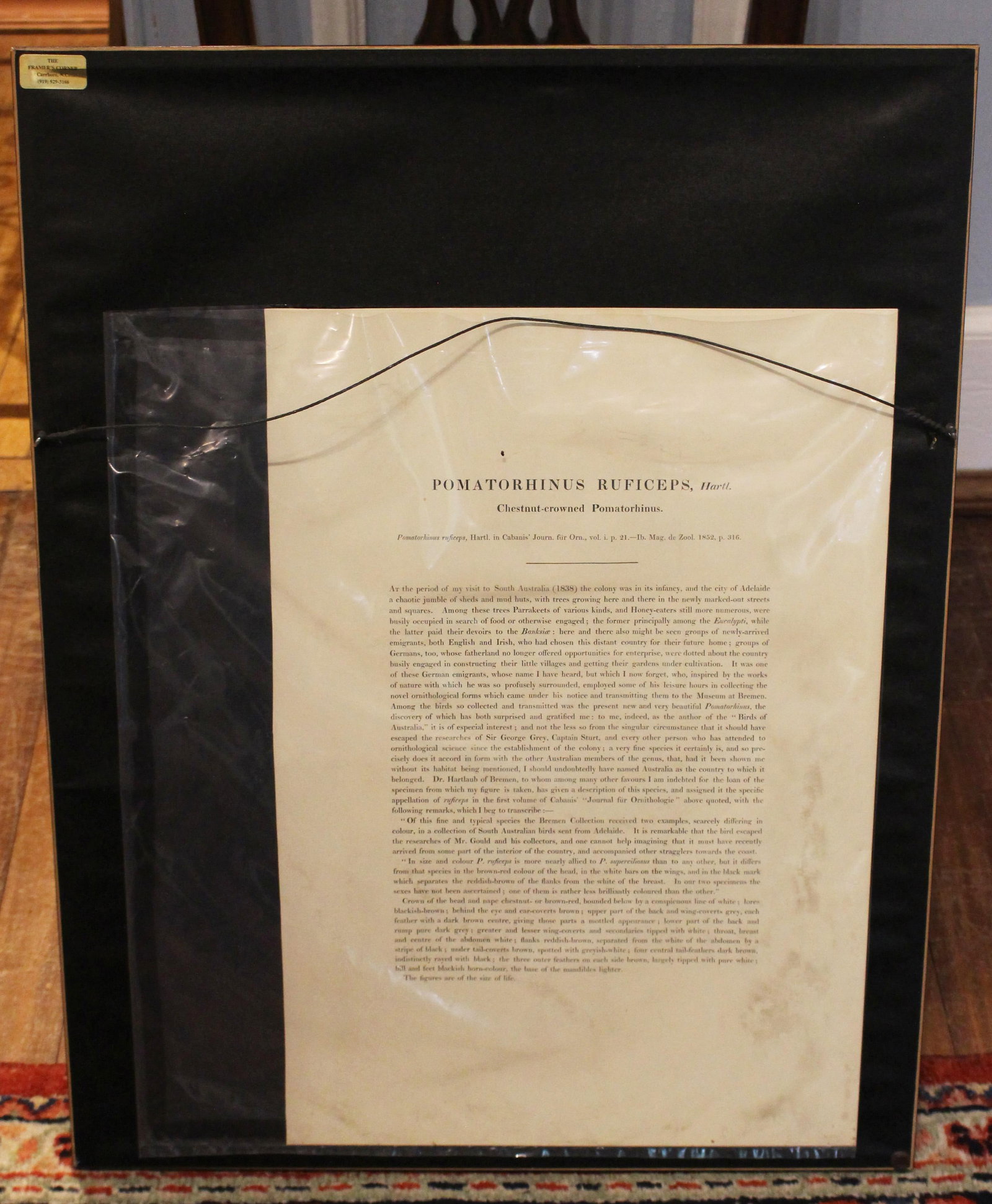 1970s English Framed Reproduction of Gould's Chestnut-Crowned Pomatorhinus Lithograph - 8