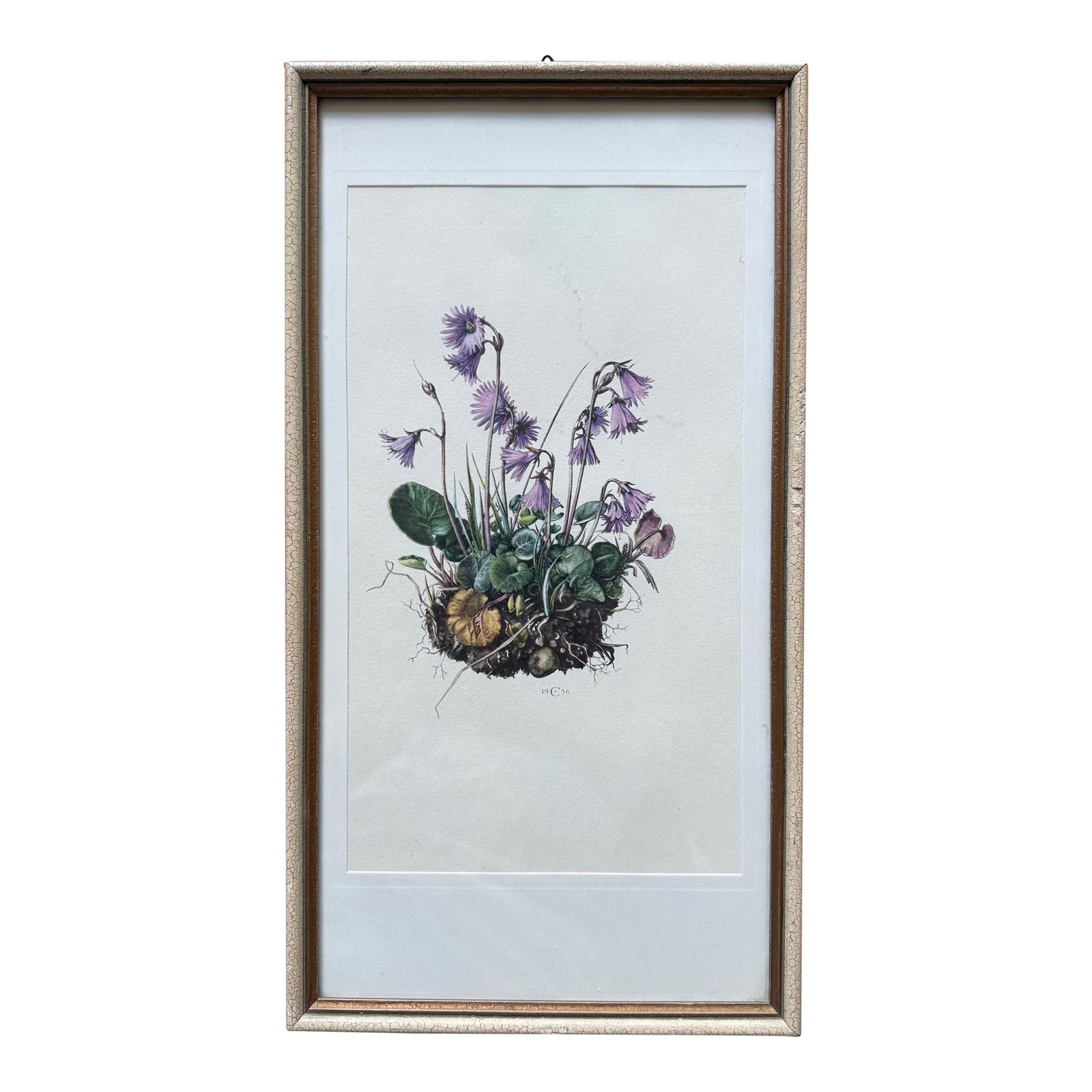 Vintage Framed Botanical Lithograph Featuring Alpine Snowbells: Vintage original botanical print published in 1956 of beautiful purple Alpine Snowbells (Soldanella alpina) and framed in a wood frame with crackle finish. Handwritten on the back in German is "Alpen-