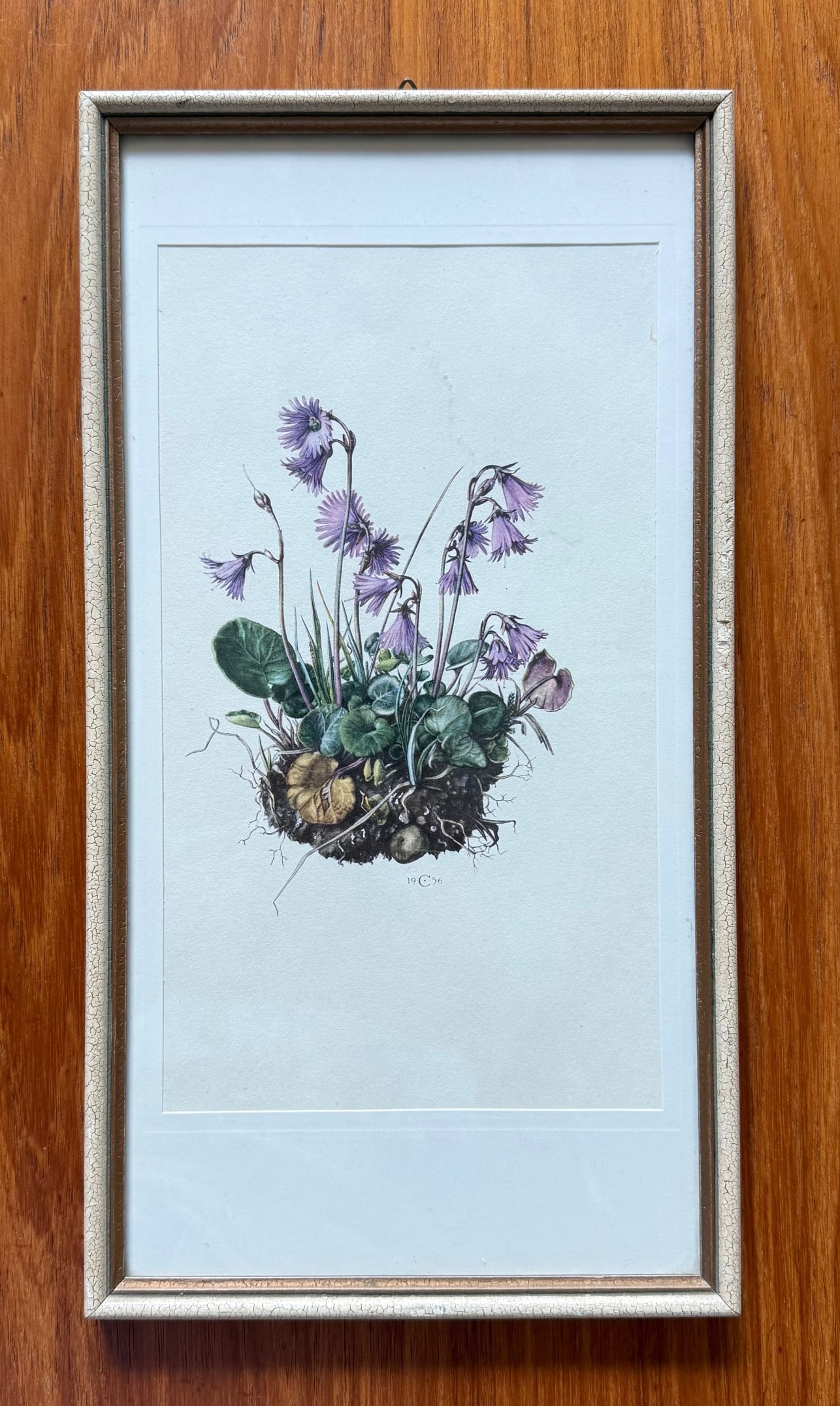 Vintage Framed Botanical Lithograph Featuring Alpine Snowbells - 2