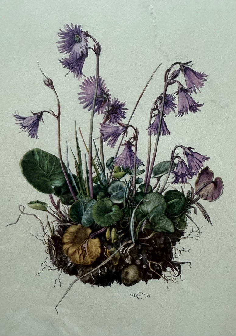 Vintage Framed Botanical Lithograph Featuring Alpine Snowbells - 3