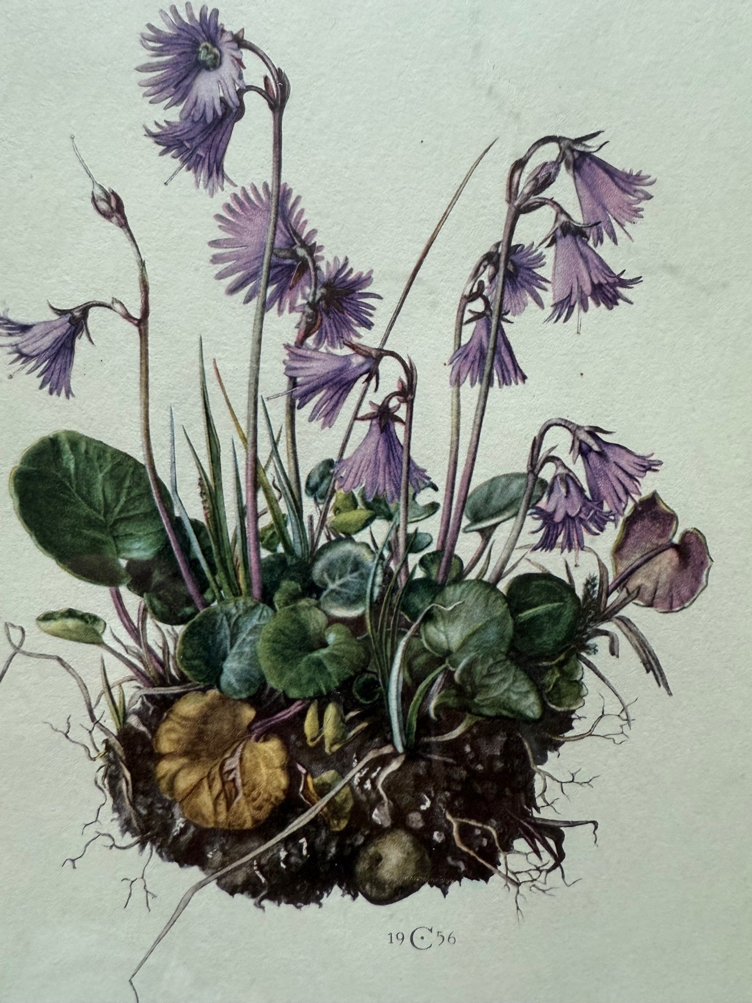 Vintage Framed Botanical Lithograph Featuring Alpine Snowbells - 4