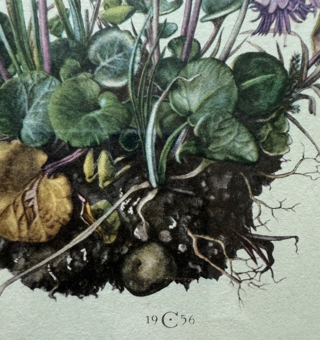 Vintage Framed Botanical Lithograph Featuring Alpine Snowbells - 5