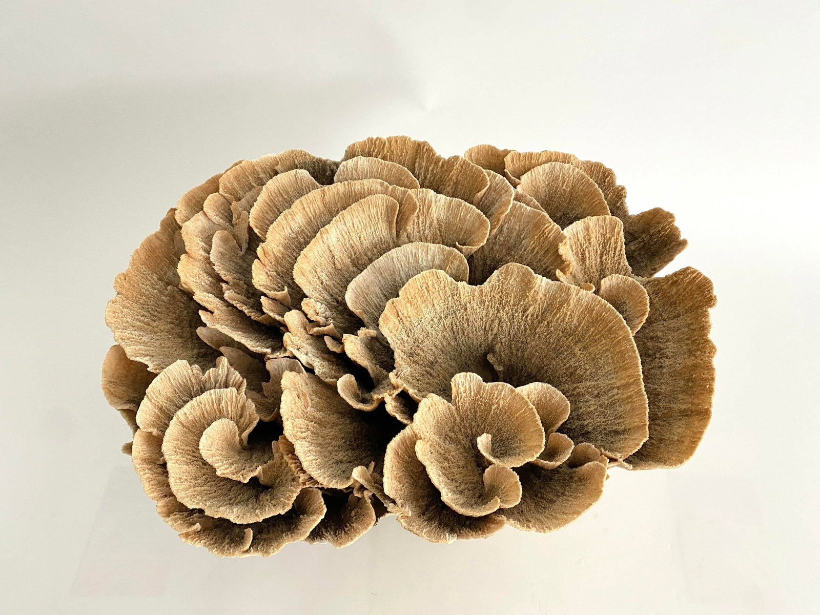 Extraordinary Natural Unbleached Poca Coral Speciman - 10