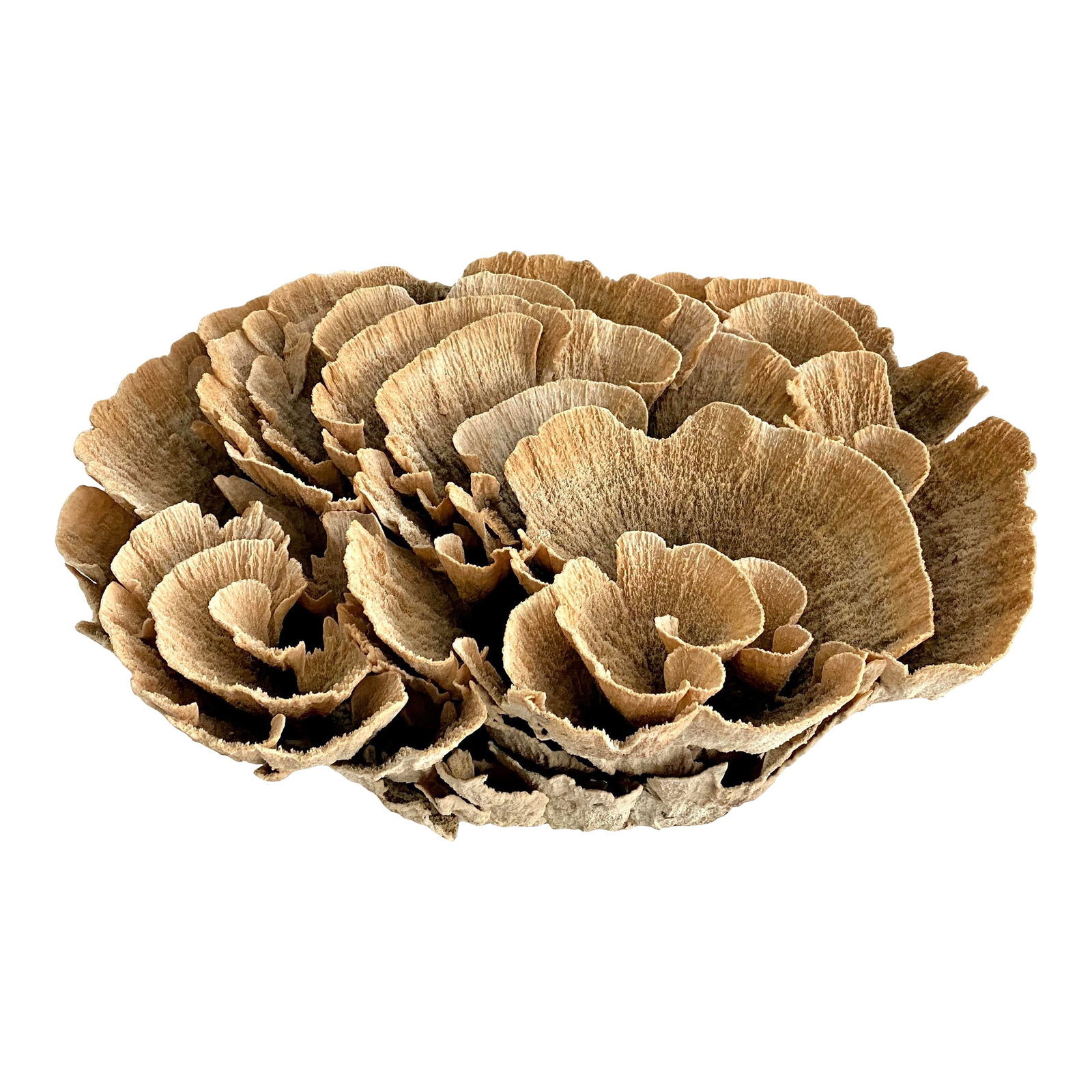 Extraordinary Natural Unbleached Poca Coral Speciman: Exceptionally large unbleached natural Poca coral with flowery detail that can be displayed from different angles. Each piece is cleaned and trimmed from its natural raw state. We hand select every