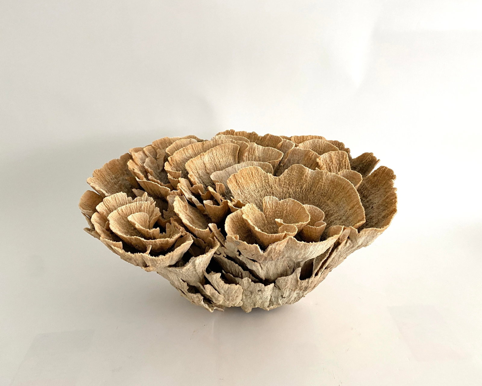Extraordinary Natural Unbleached Poca Coral Speciman - 2