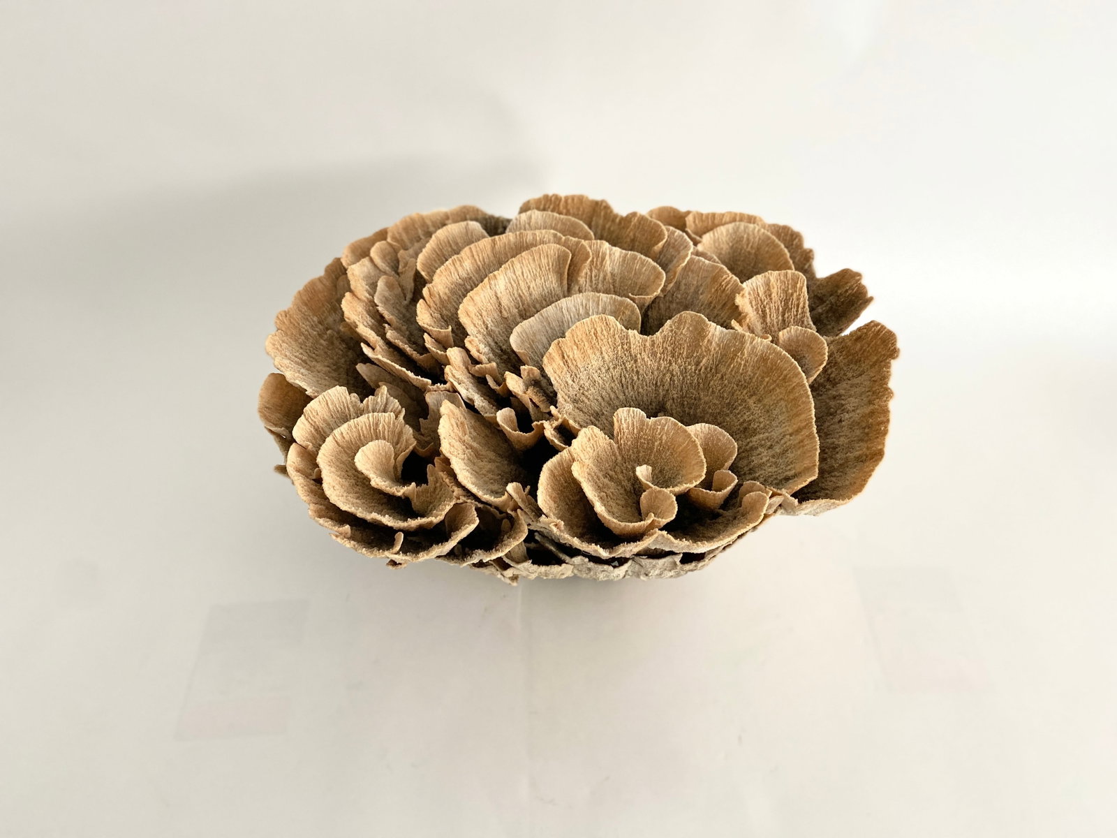 Extraordinary Natural Unbleached Poca Coral Speciman - 4