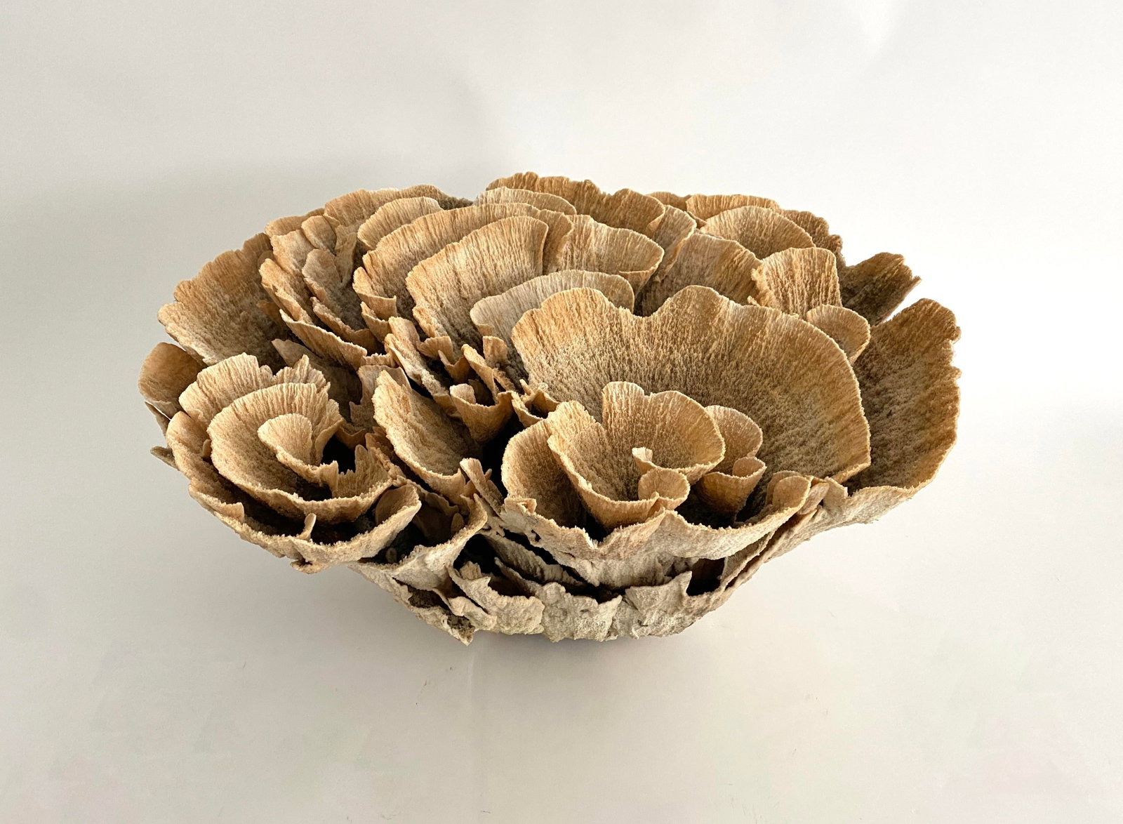 Extraordinary Natural Unbleached Poca Coral Speciman - 5