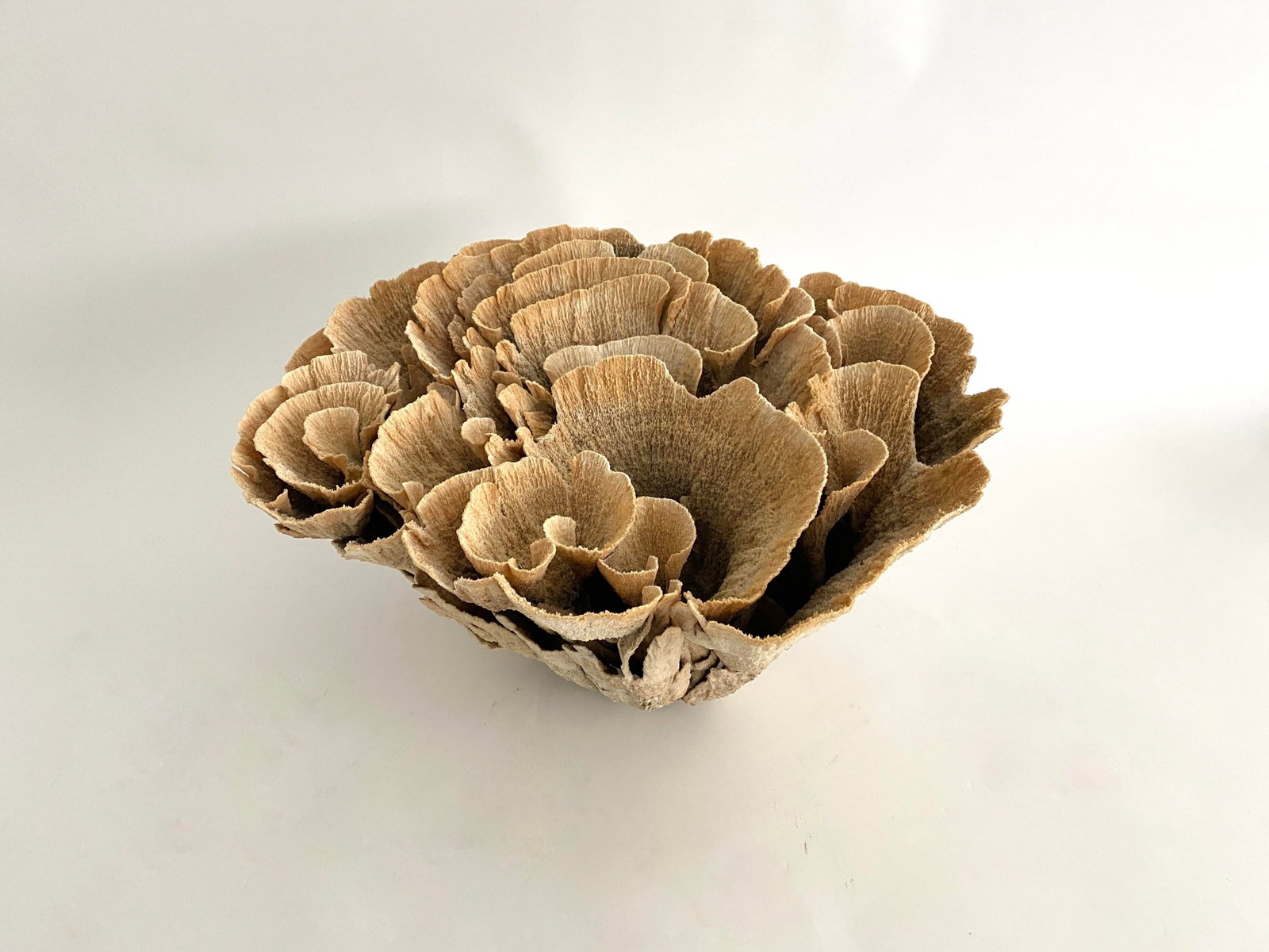 Extraordinary Natural Unbleached Poca Coral Speciman - 6