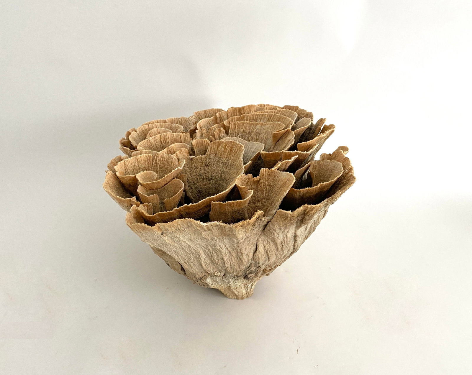 Extraordinary Natural Unbleached Poca Coral Speciman - 7