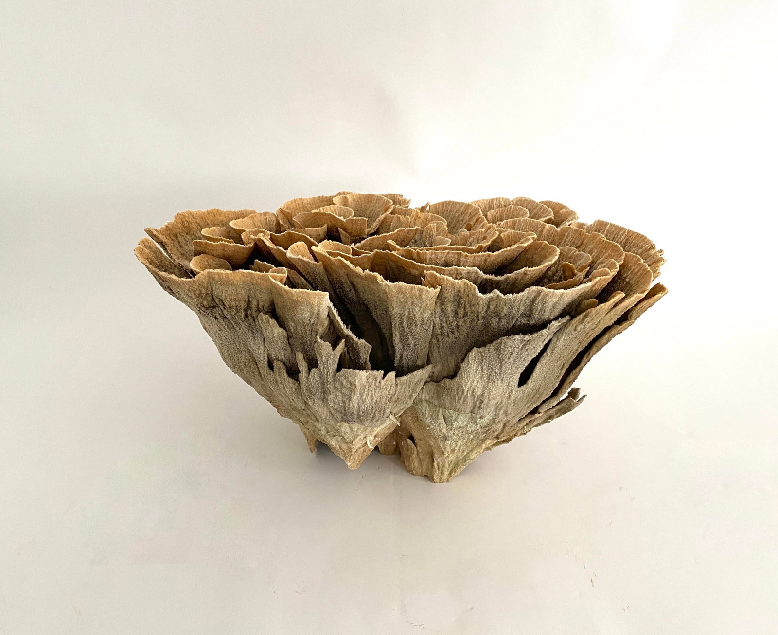 Extraordinary Natural Unbleached Poca Coral Speciman - 9