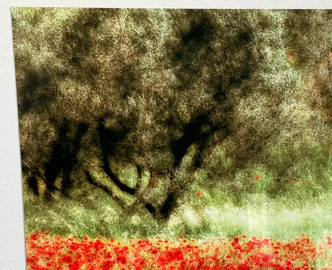 "Field With Poppies and Olive Trees" Photo Print - 3