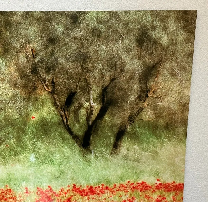 "Field With Poppies and Olive Trees" Photo Print - 4