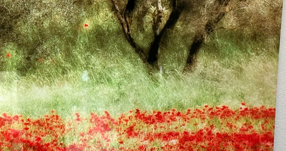"Field With Poppies and Olive Trees" Photo Print - 5