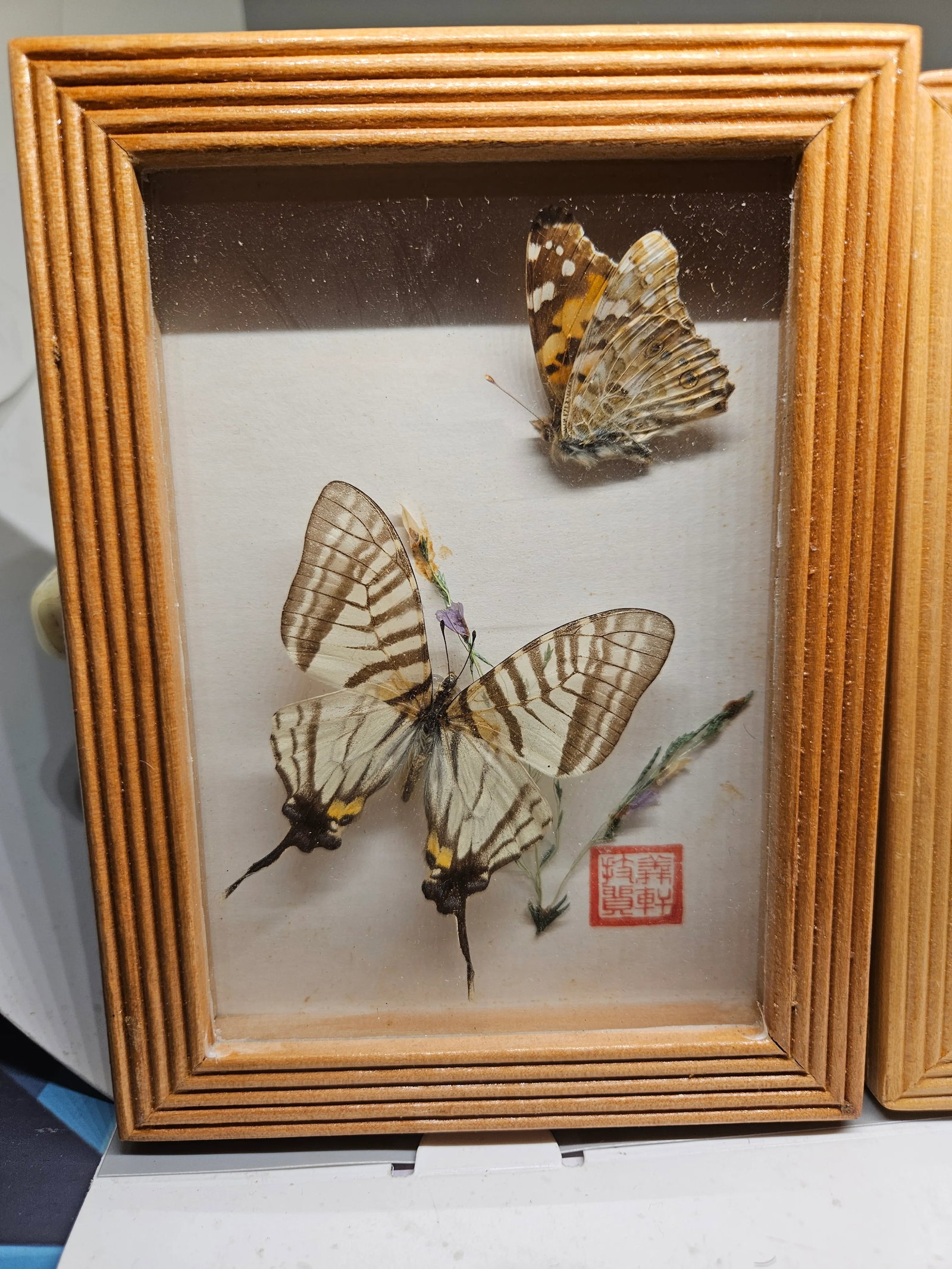 Vintage Butterfly Framed Taxidermy, Set of Two - 2