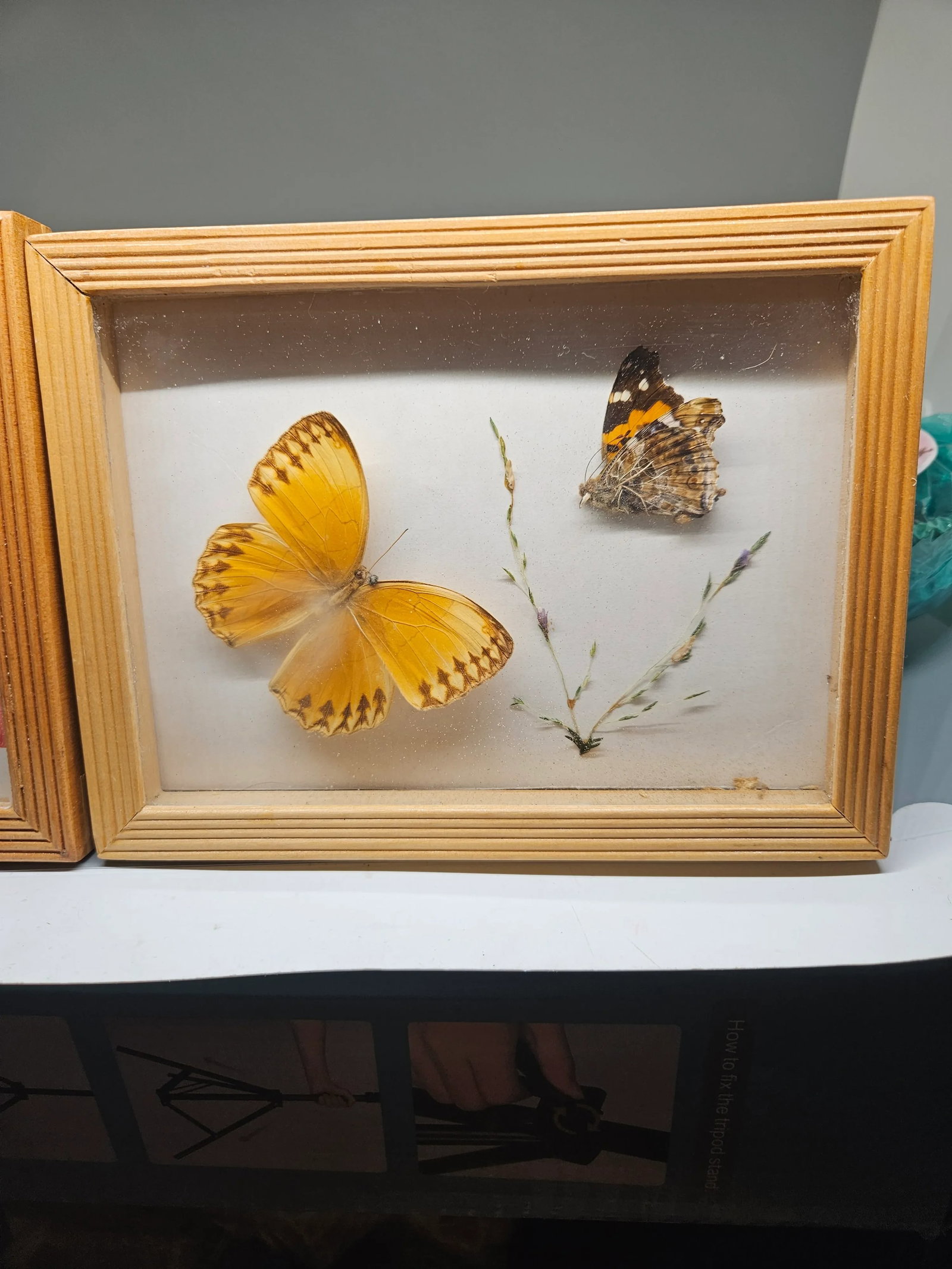 Vintage Butterfly Framed Taxidermy, Set of Two - 3