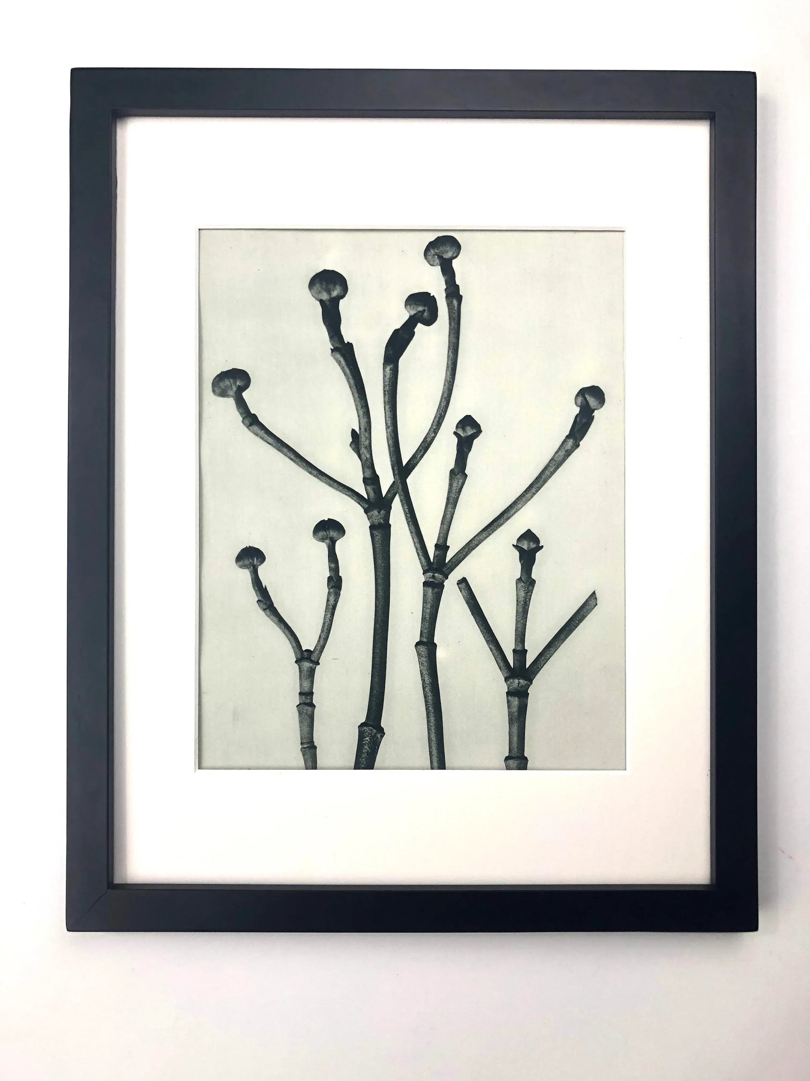 Framed Antique Botanical Blossfeldt Print - No. 18 - 5