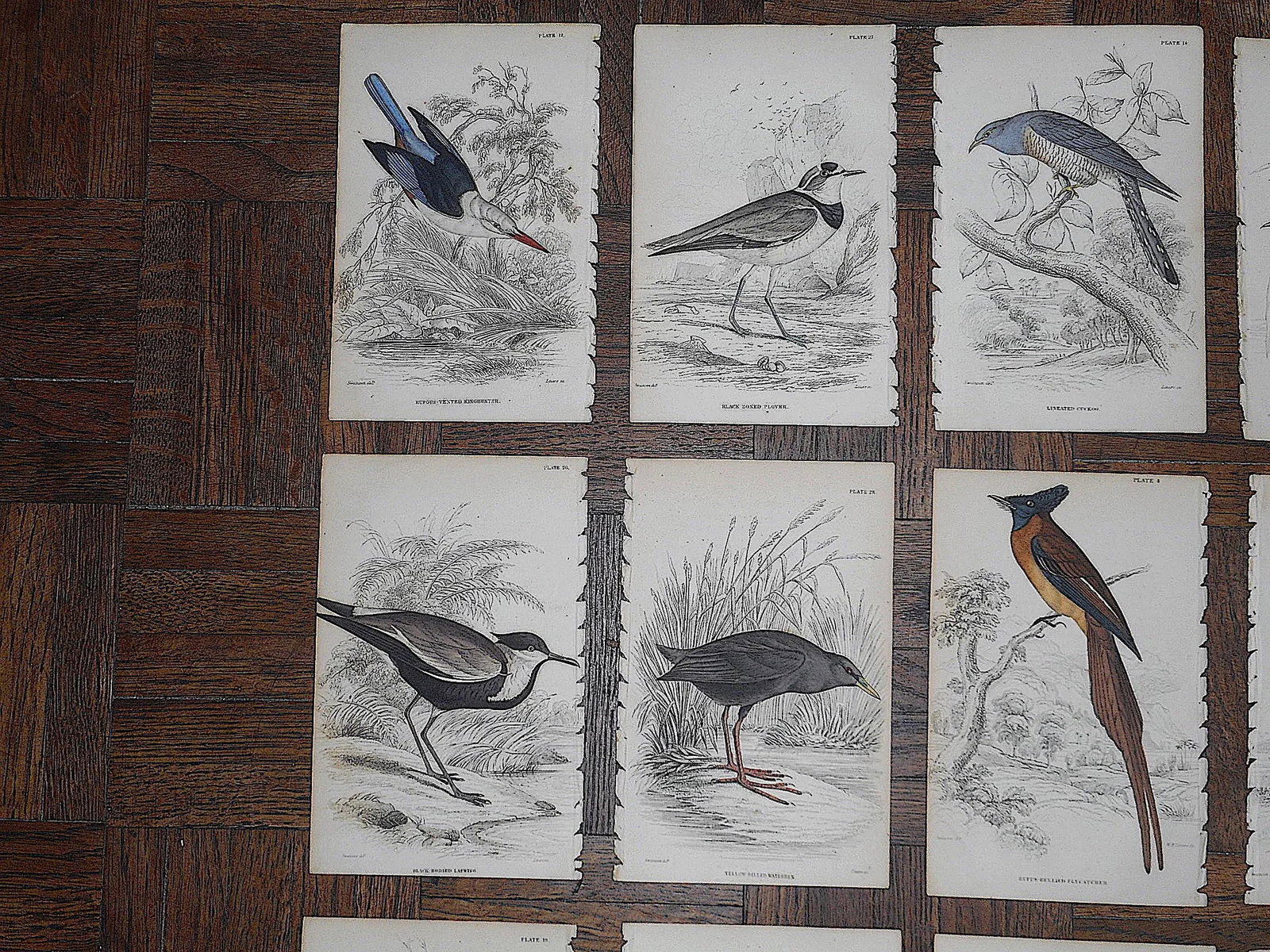 Antique 19th Century Hand-Colored Engravings - Tropical Birds - Set of 17 - 2