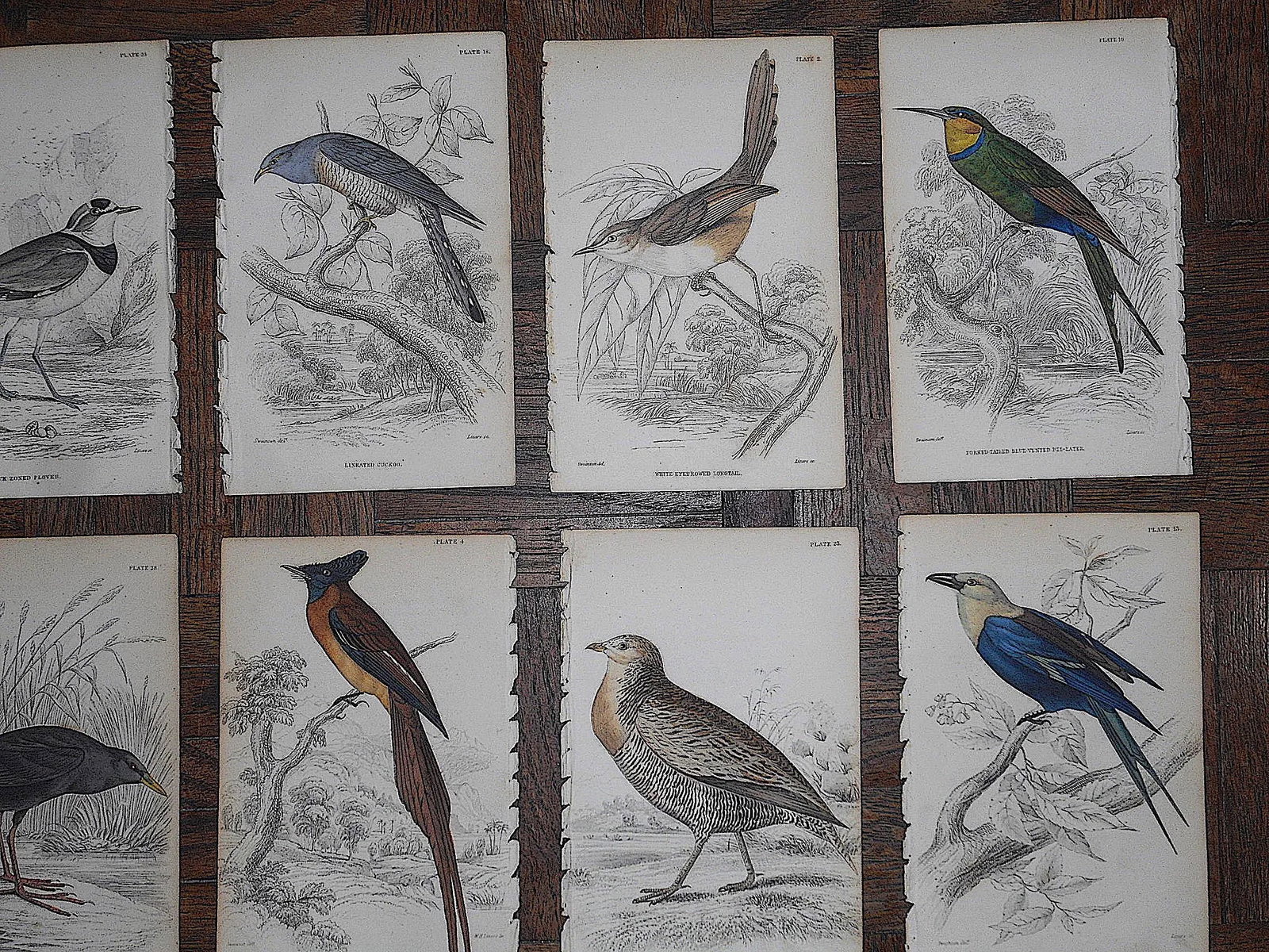 Antique 19th Century Hand-Colored Engravings - Tropical Birds - Set of 17 - 3