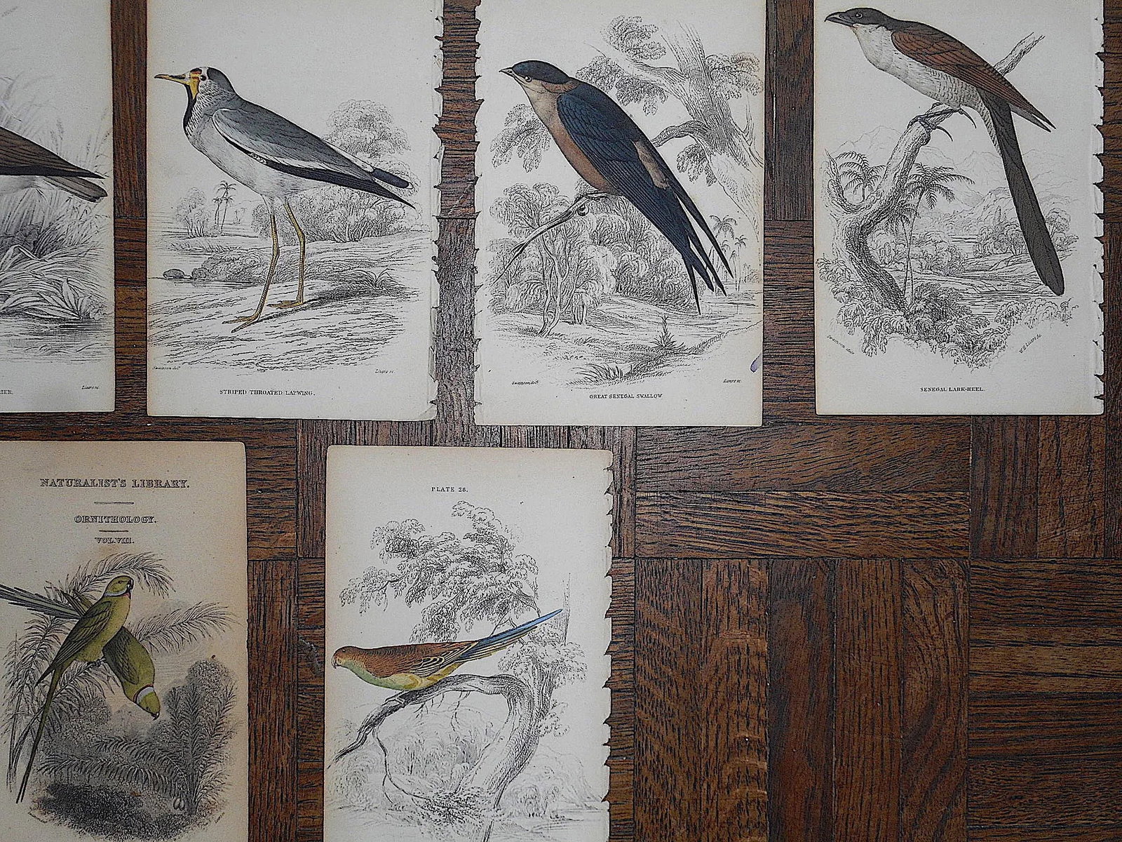 Antique 19th Century Hand-Colored Engravings - Tropical Birds - Set of 17 - 5