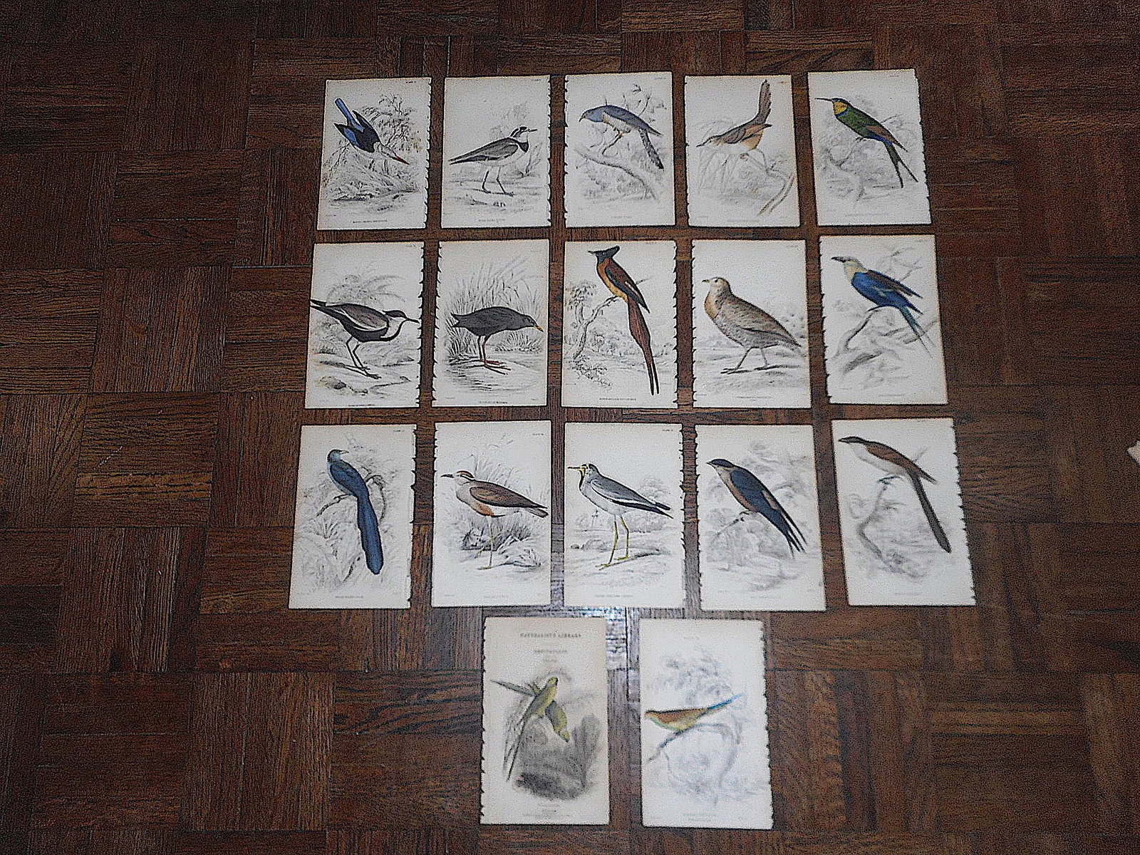Antique 19th Century Hand-Colored Engravings - Tropical Birds - Set of 17 - 6