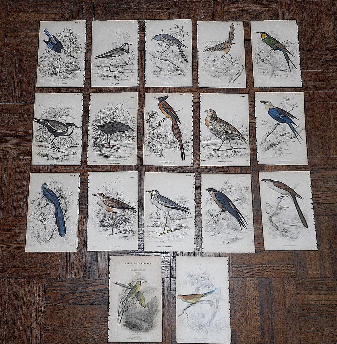 Antique 19th Century Hand-Colored Engravings - Tropical Birds - Set of 17 - 7