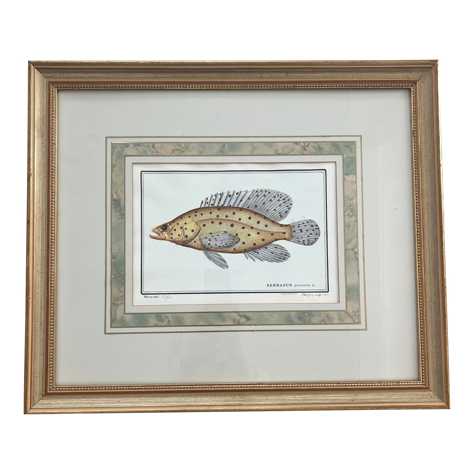 Vintage Italian Hand Colored Limited Edition Engraving of Tropical Fish (1 of 7)