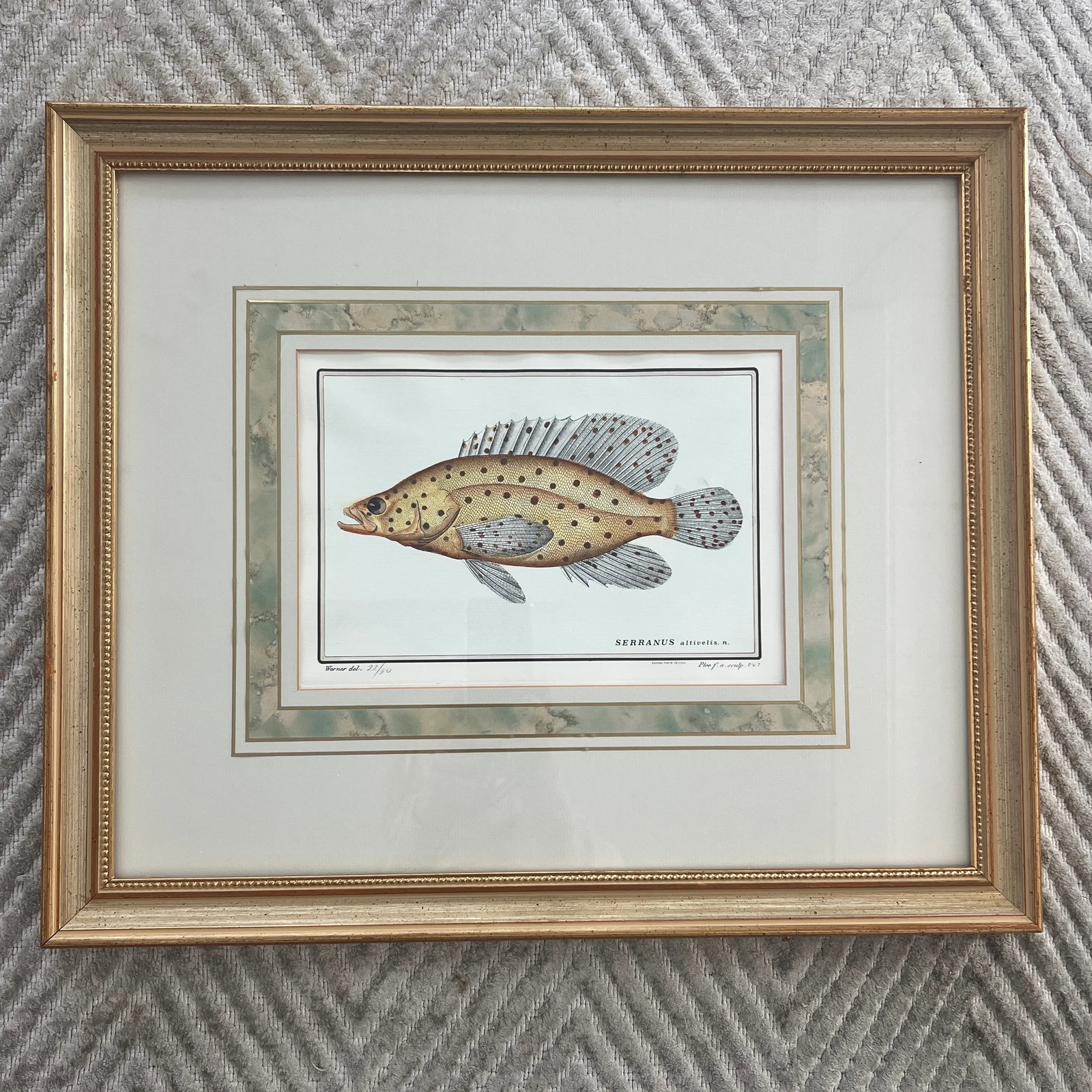 Vintage Italian Hand Colored Limited Edition Engraving of Tropical Fish - 3