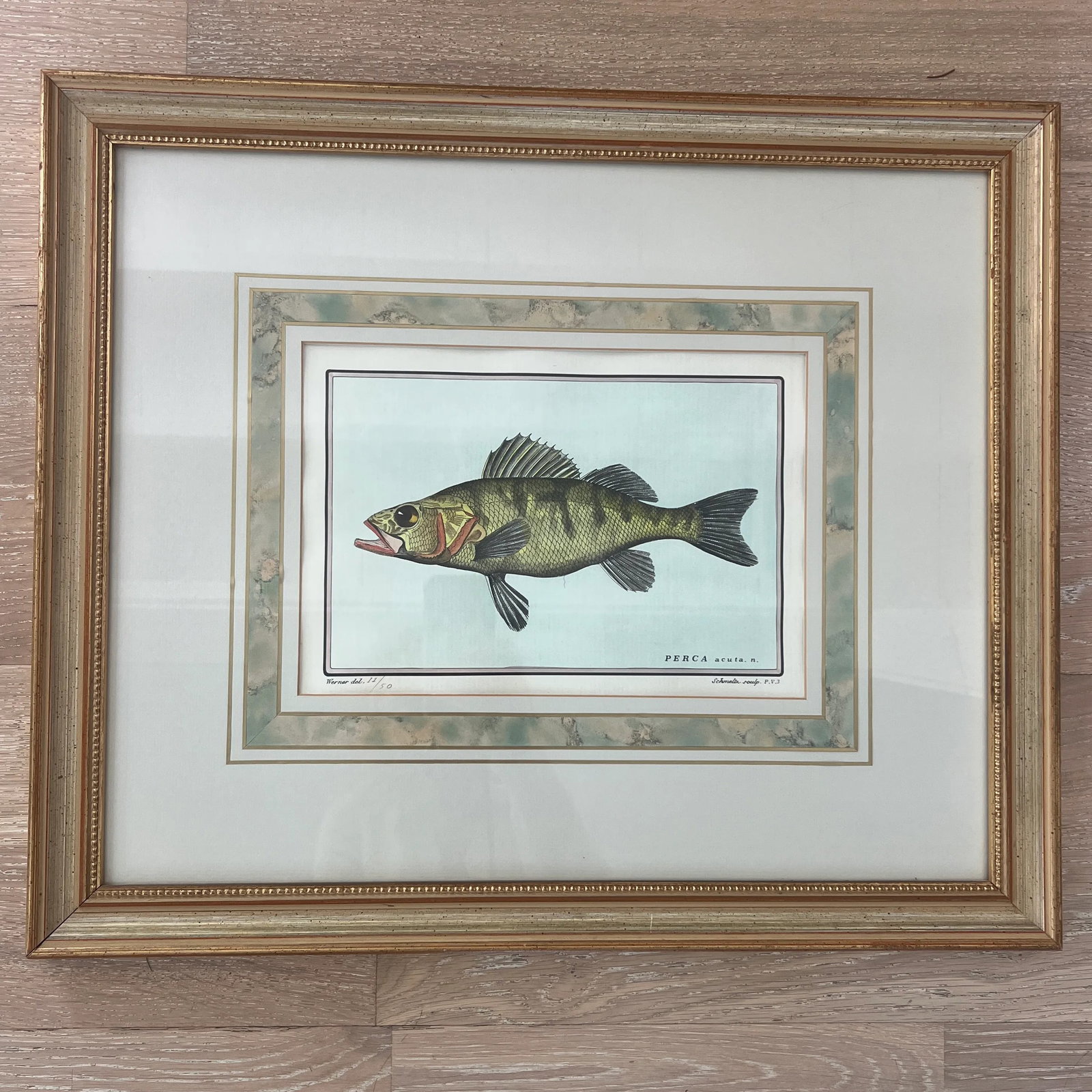 Vintage Italian Hand Colored Limited Edition Engraving of Tropical Fish Edizioni Ponte Vecchio Flore - 2
