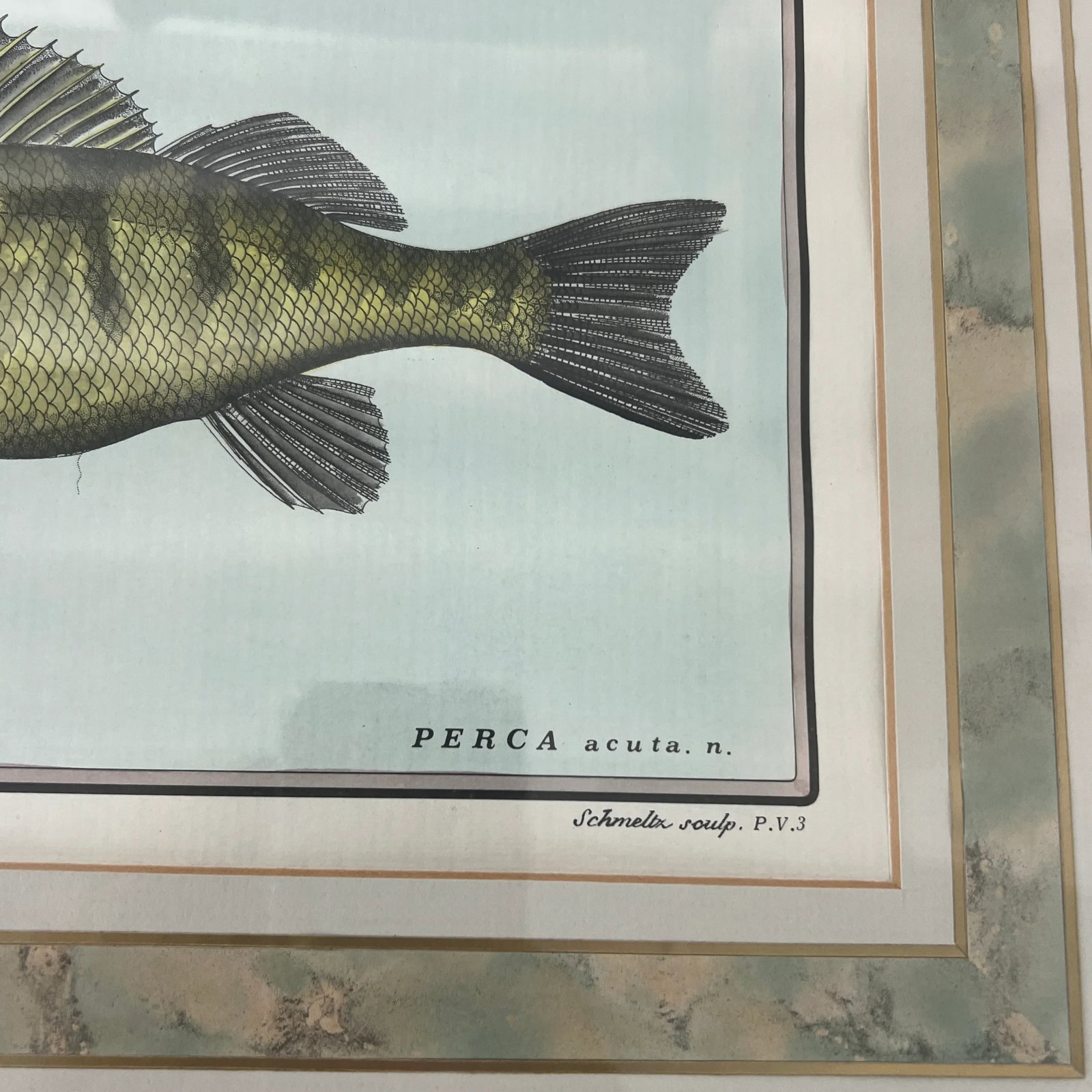 Vintage Italian Hand Colored Limited Edition Engraving of Tropical Fish Edizioni Ponte Vecchio Flore - 5