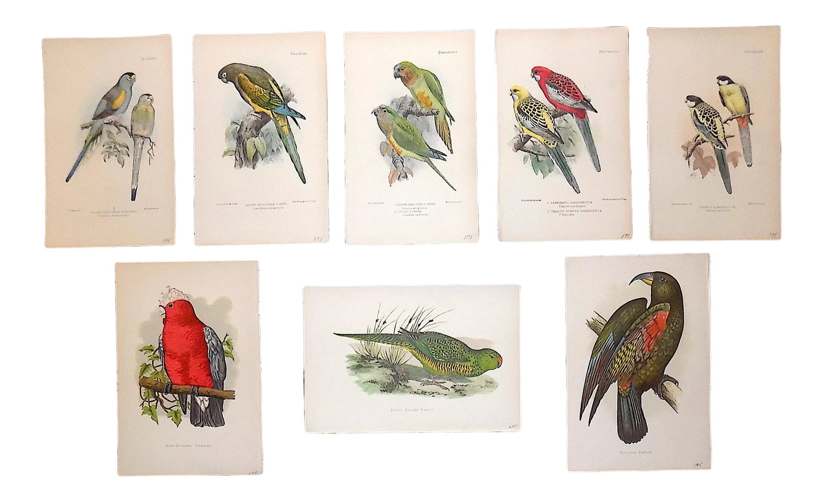 Antique 19th Century Lithographs - Parakeets/Tropical Birds - Set of 8 (1 of 8)