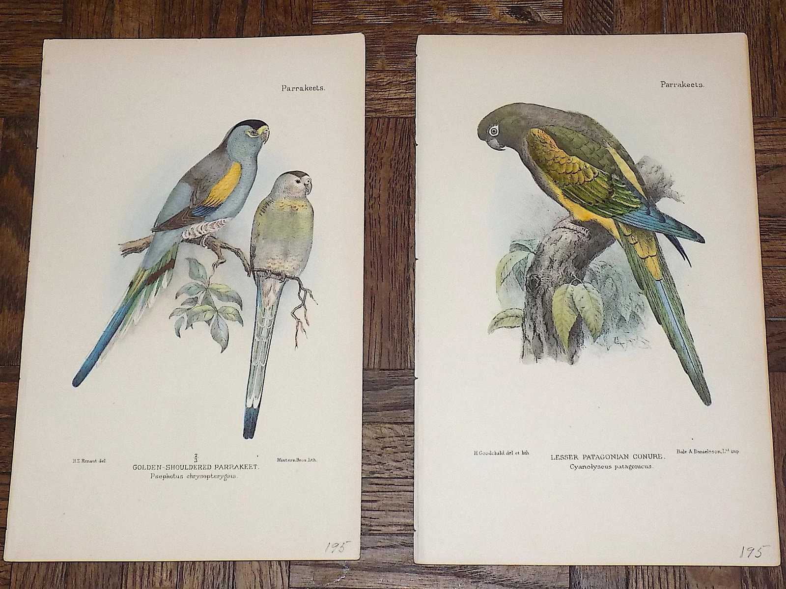 Antique 19th Century Lithographs - Parakeets/Tropical Birds - Set of 8 - 2