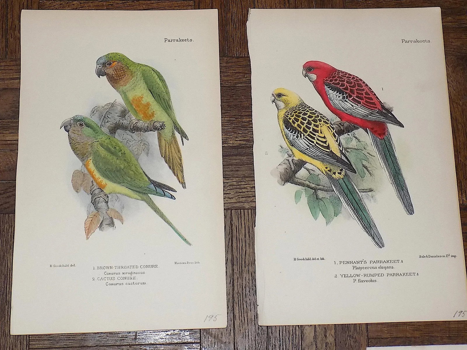 Antique 19th Century Lithographs - Parakeets/Tropical Birds - Set of 8 - 3
