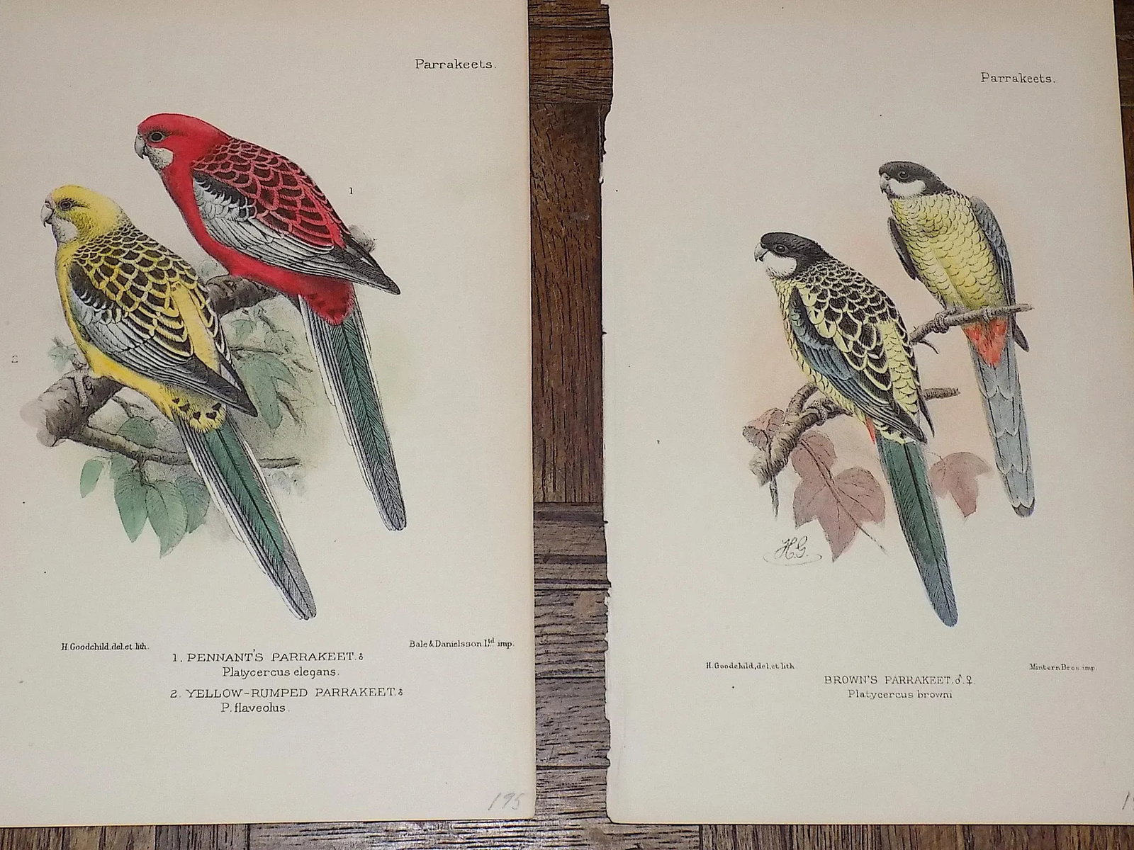 Antique 19th Century Lithographs - Parakeets/Tropical Birds - Set of 8 - 4