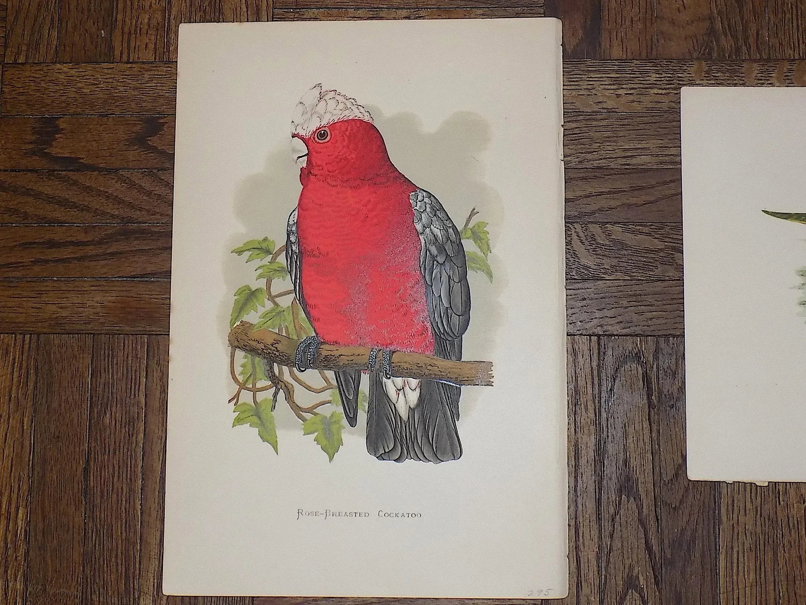 Antique 19th Century Lithographs - Parakeets/Tropical Birds - Set of 8 - 5