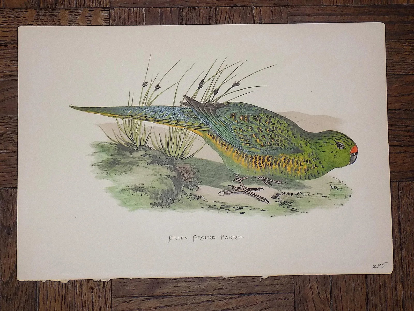 Antique 19th Century Lithographs - Parakeets/Tropical Birds - Set of 8 - 6