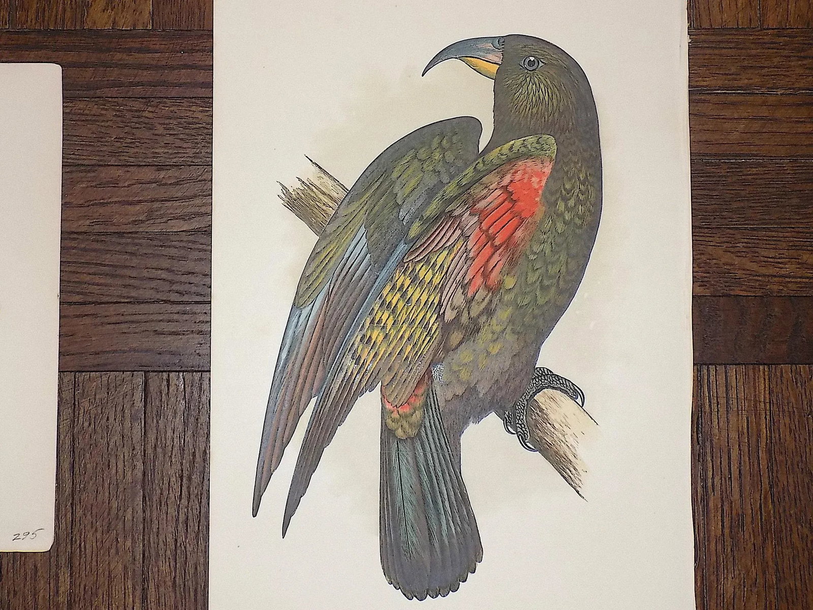 Antique 19th Century Lithographs - Parakeets/Tropical Birds - Set of 8 - 7