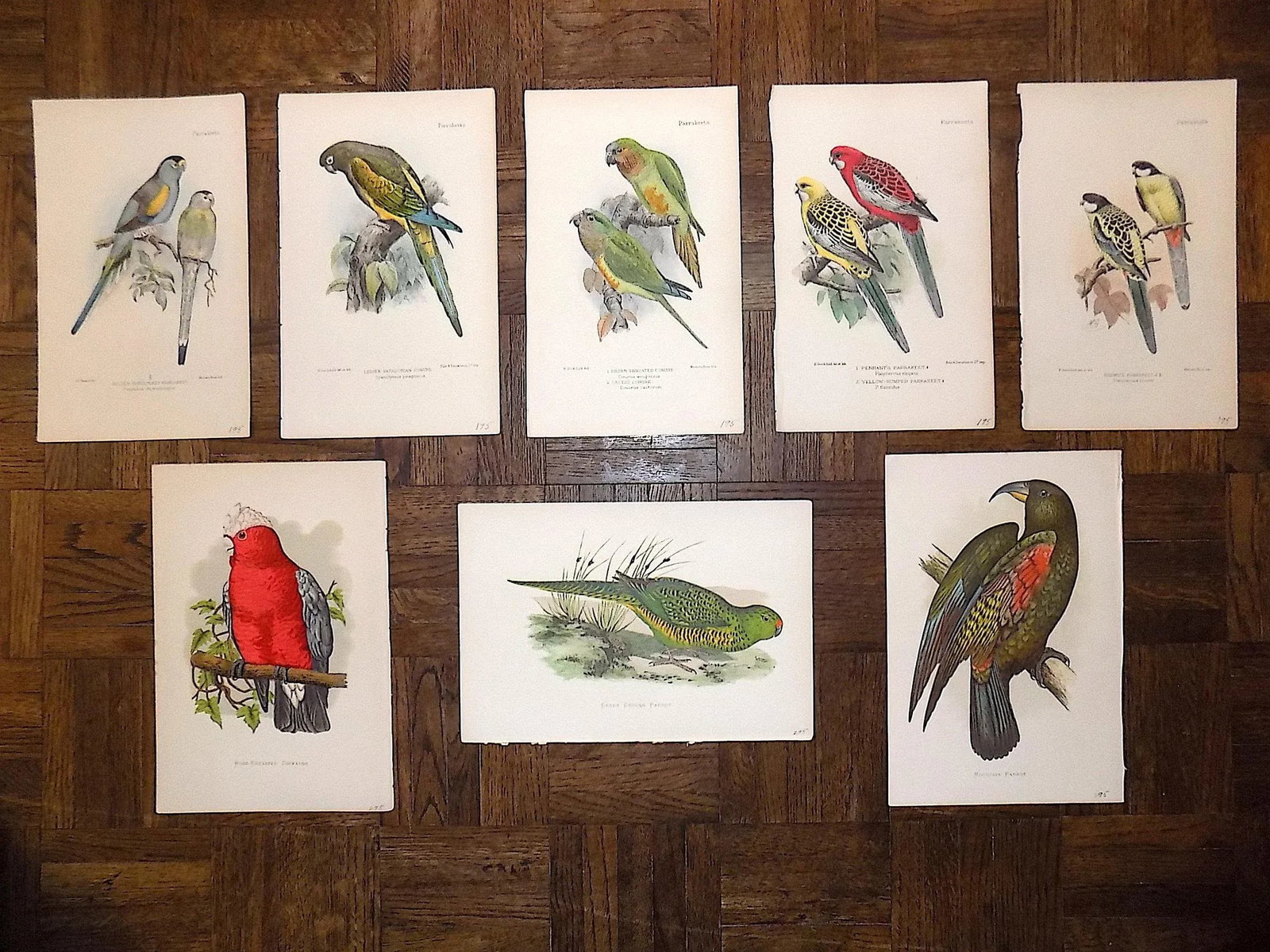 Antique 19th Century Lithographs - Parakeets/Tropical Birds - Set of 8 - 8